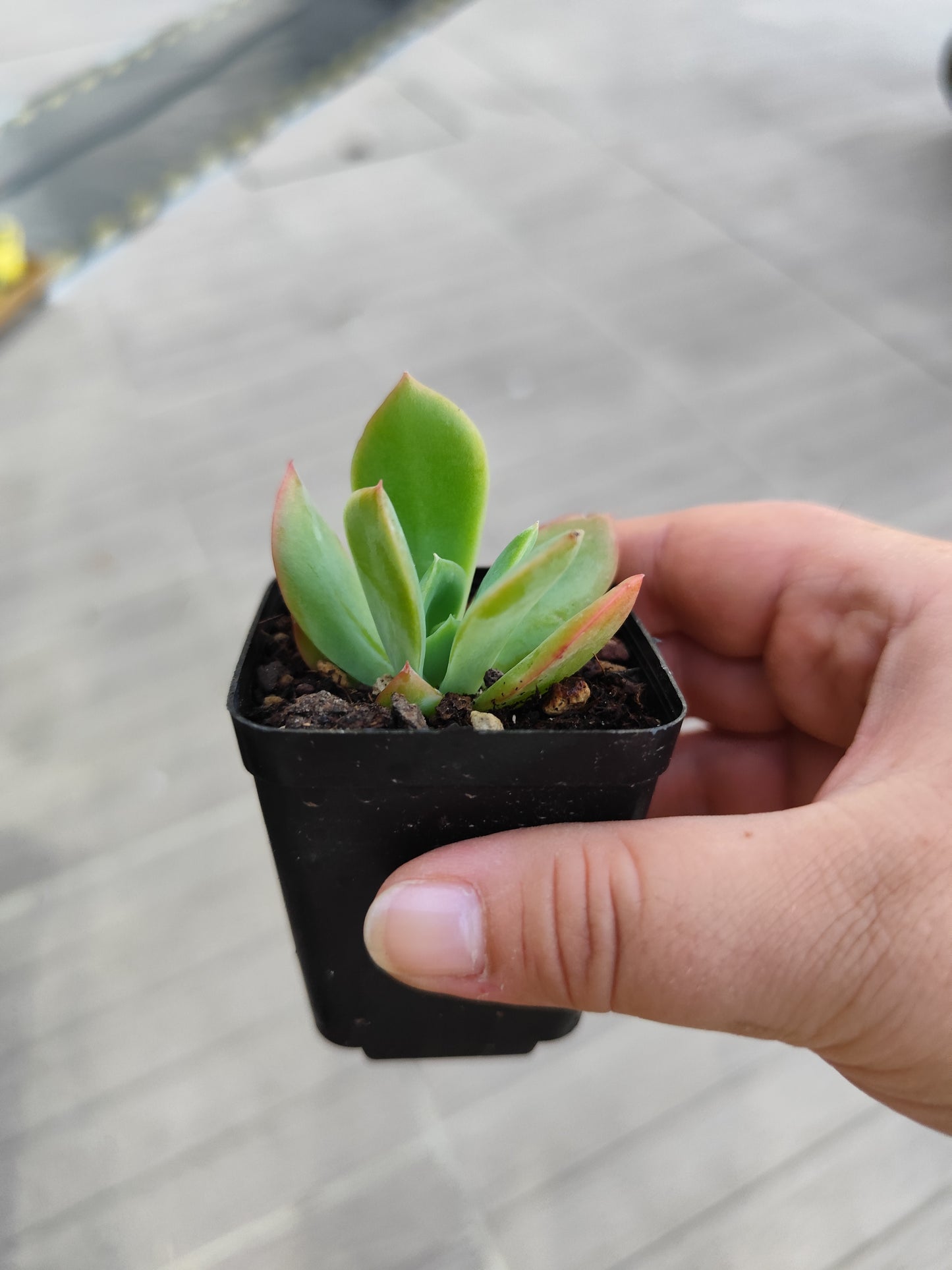 Echeveria luella