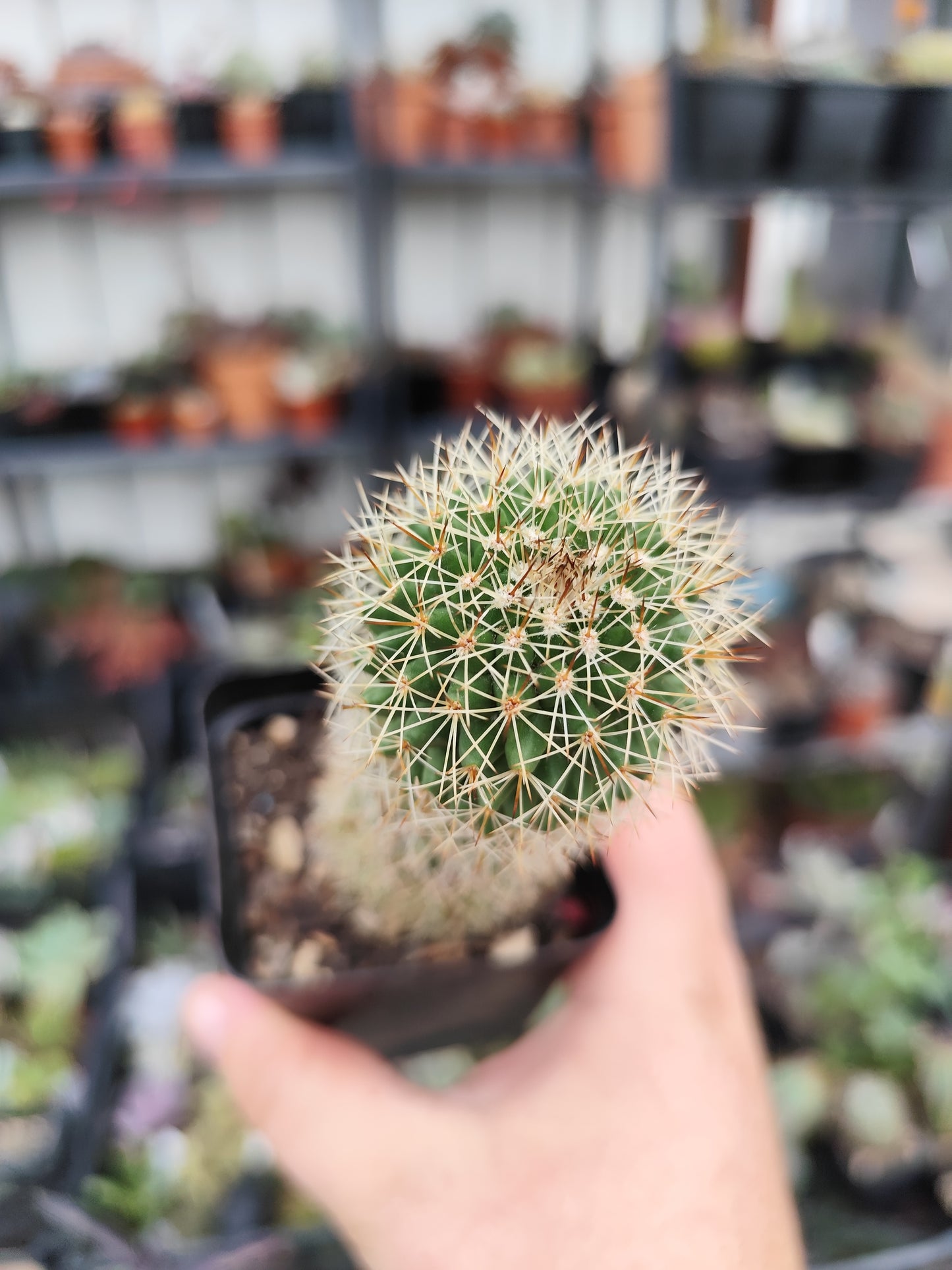 Mammillaria sp