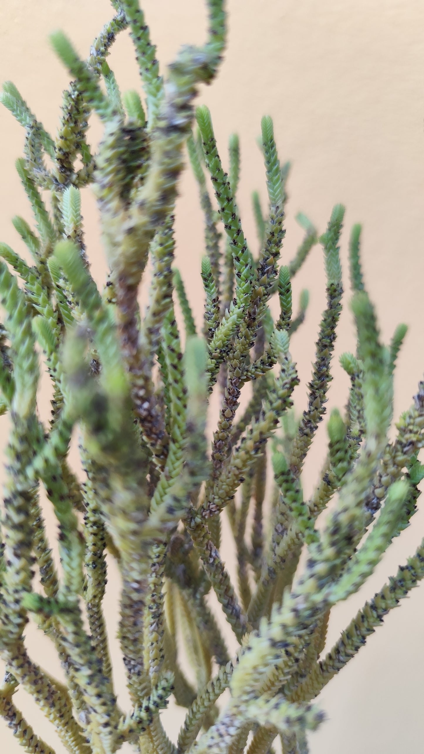 Crassula muscosa
