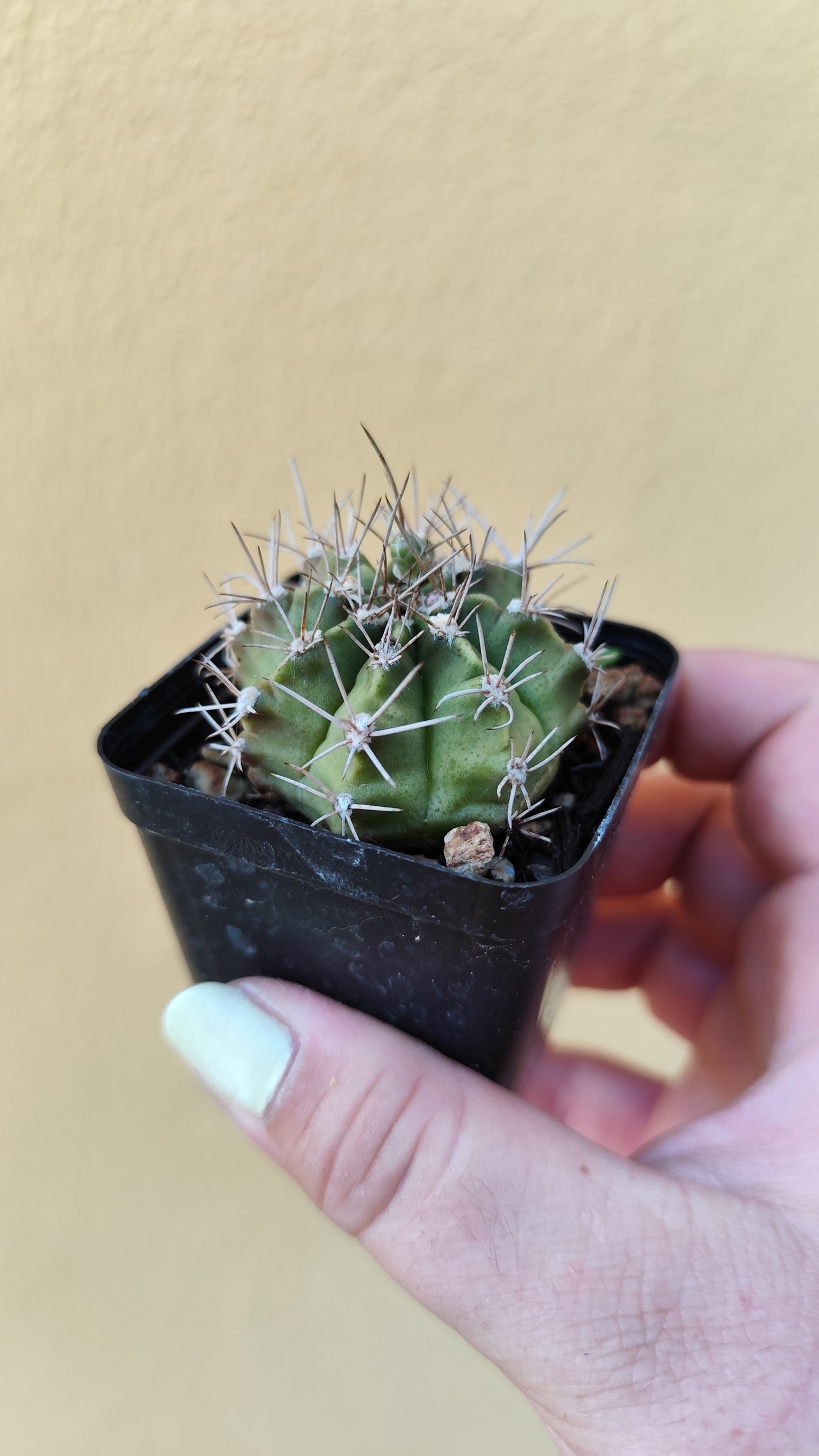 Gymnocalycium milhanovichii