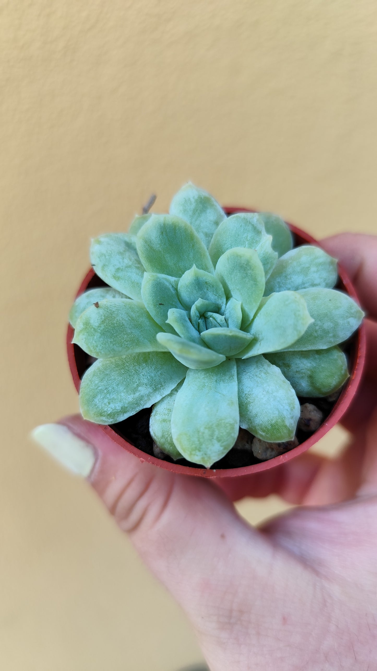Echeveria elegans mostruosa