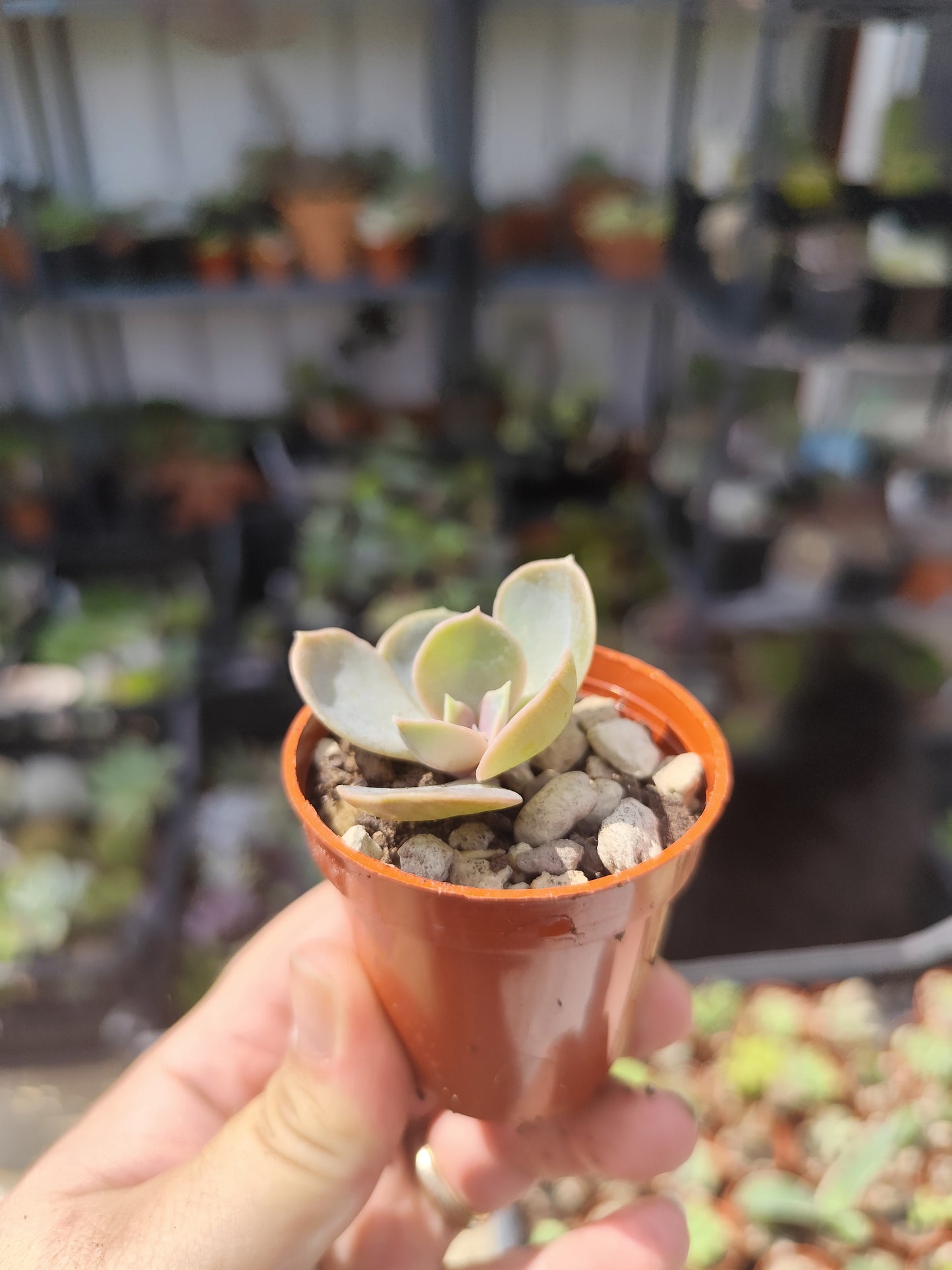Echeveria perla di Norimberga