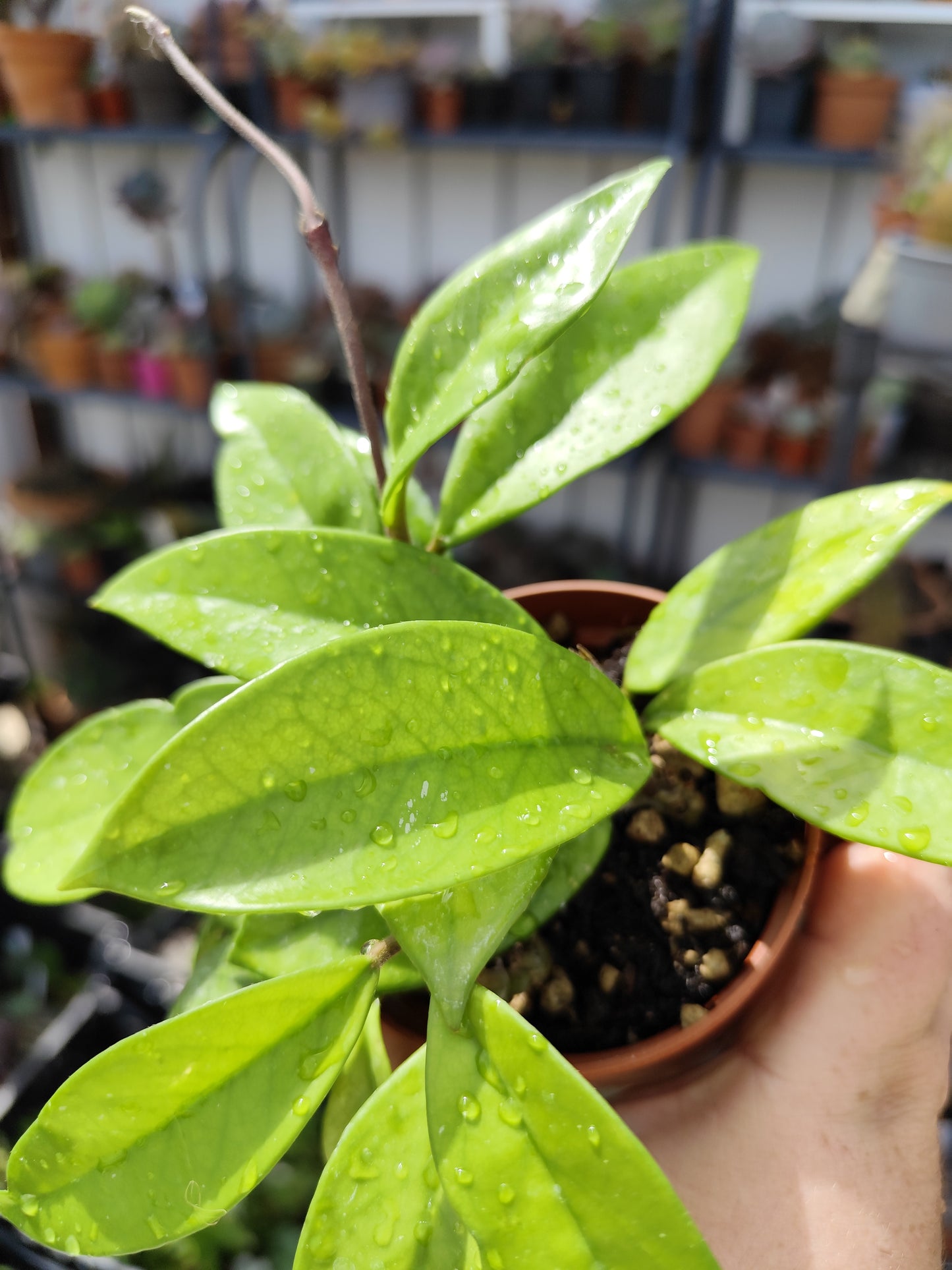 Hoya carnosa