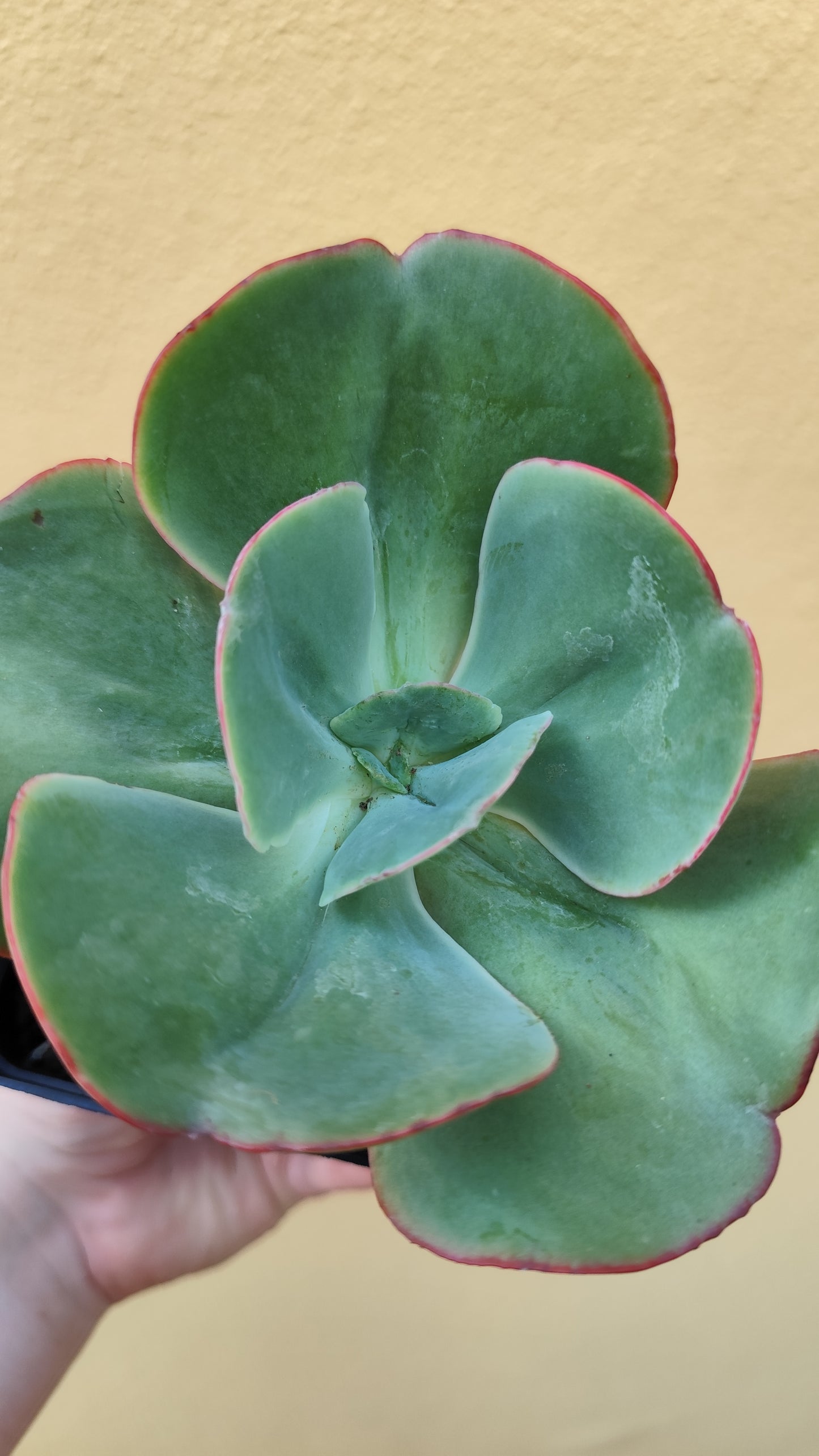 Echeveria gigantea