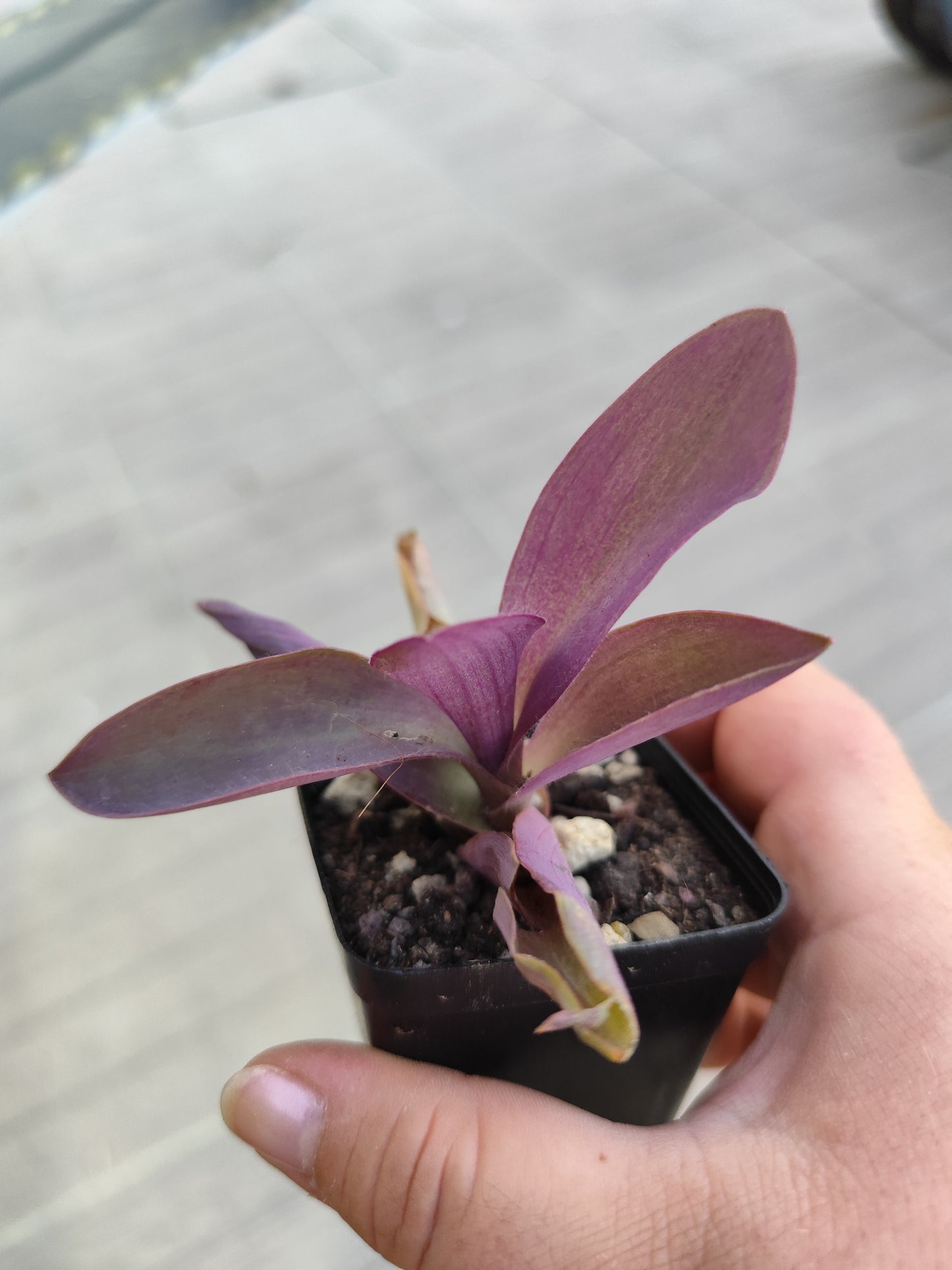 Tradescantia pallida
