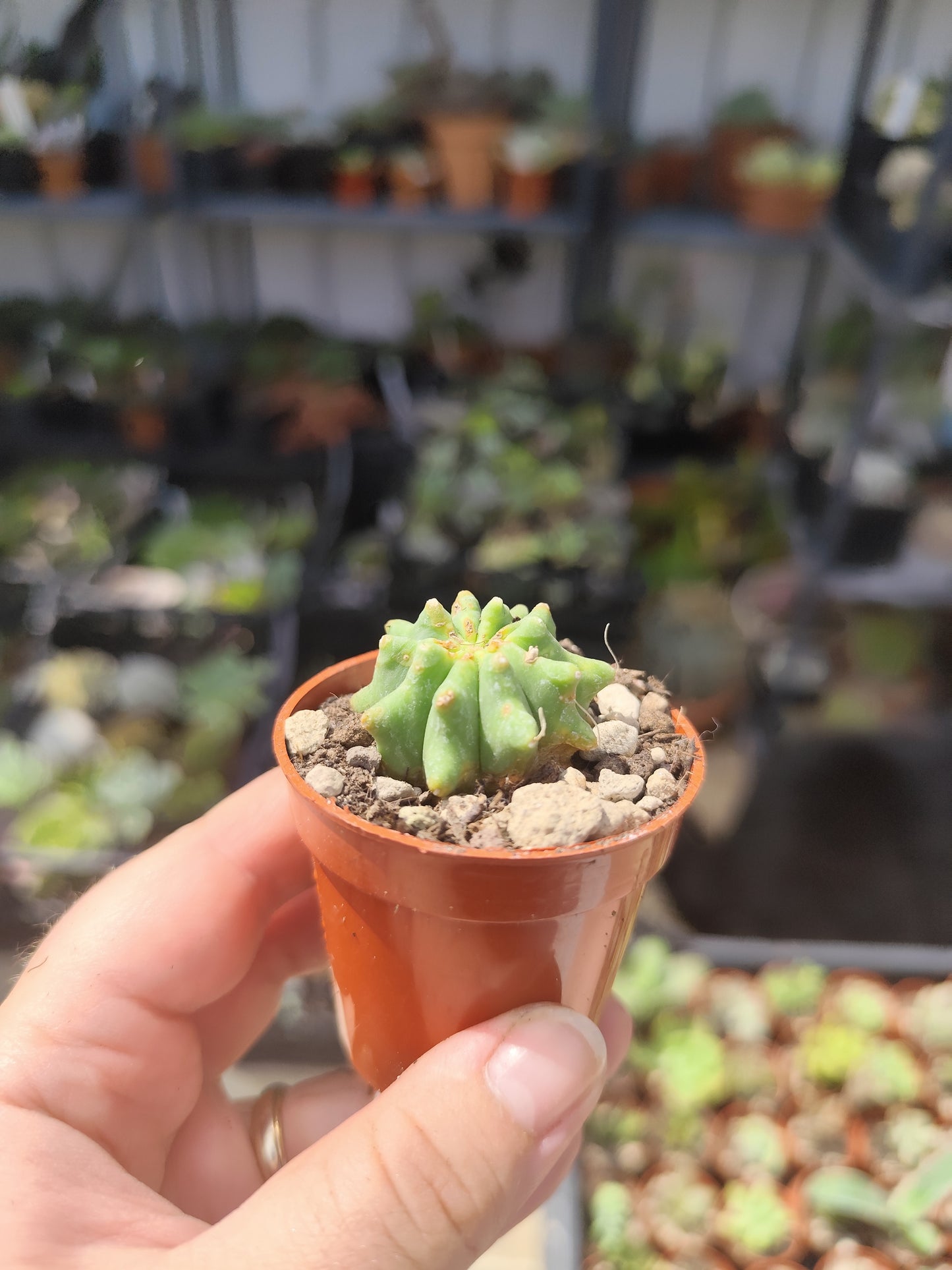 Ferocactus glaucescens inermis