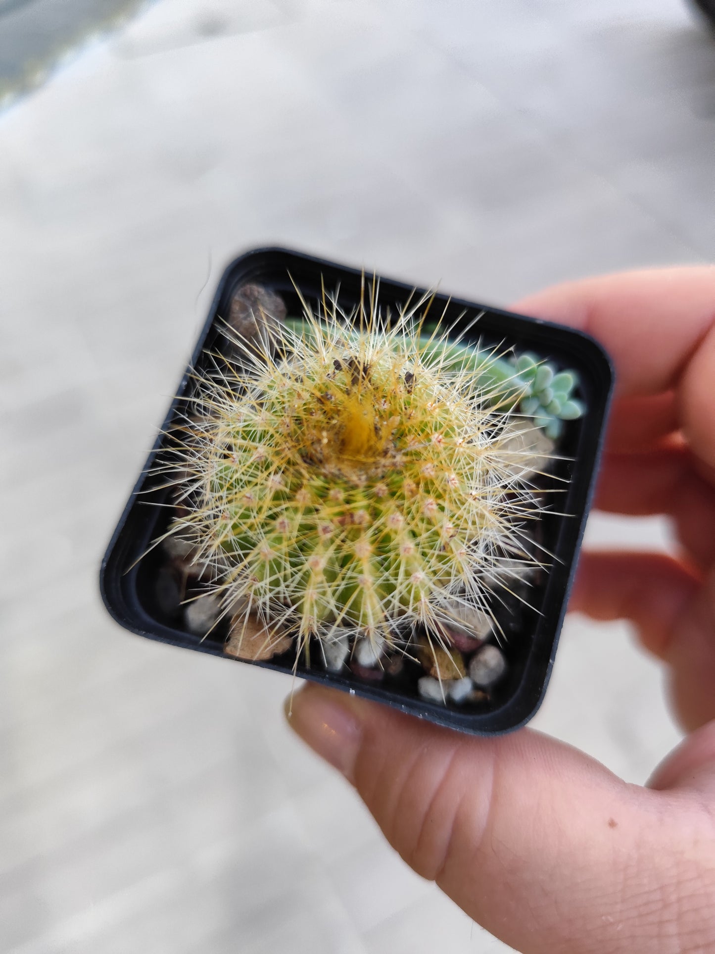 Notocactus magnificus