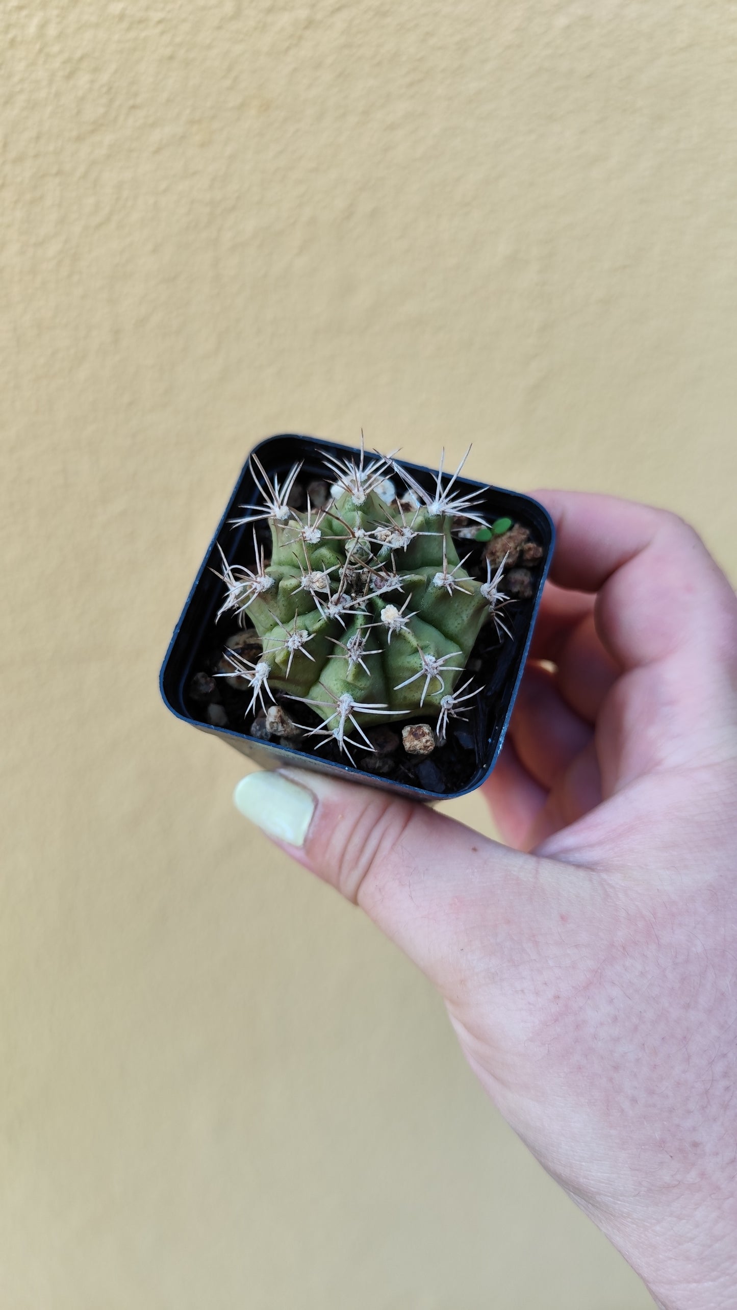 Gymnocalycium milhanovichii