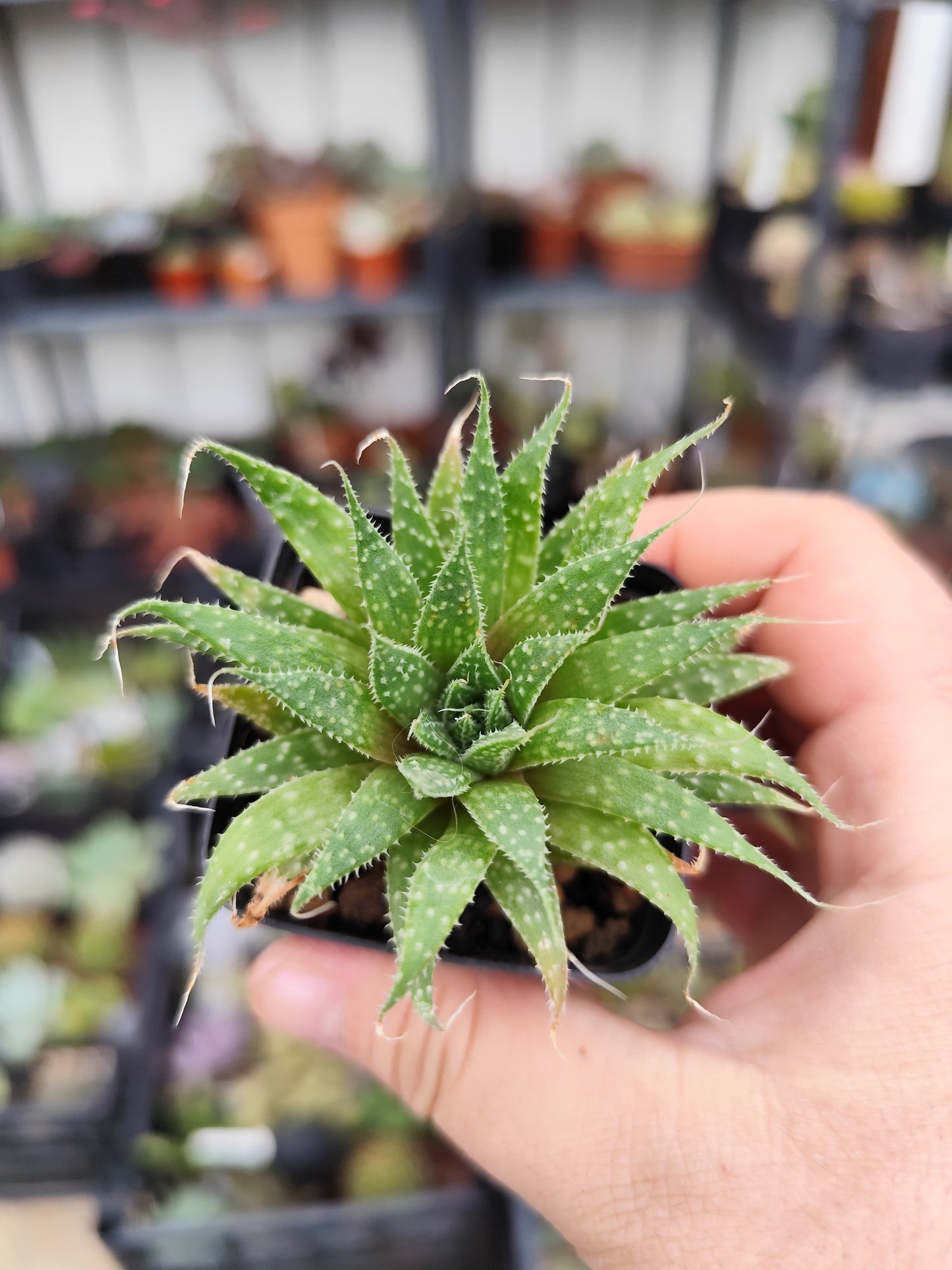 Aloe aristata