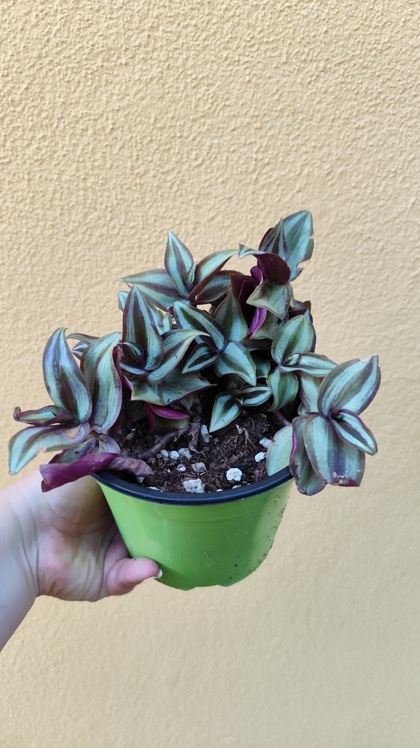 Tradescantia zebrina