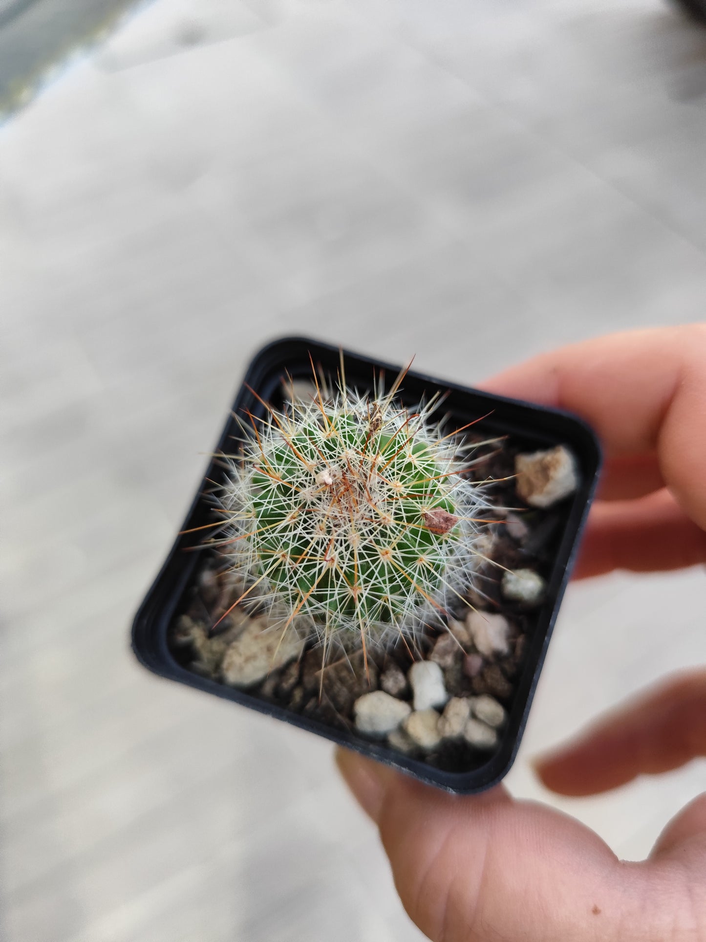 Mammillaria sp