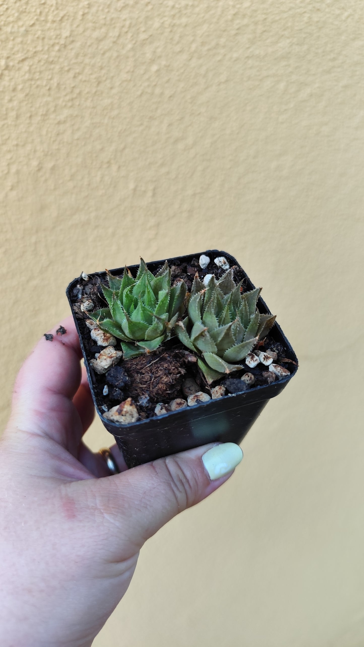 Haworthia sp.
