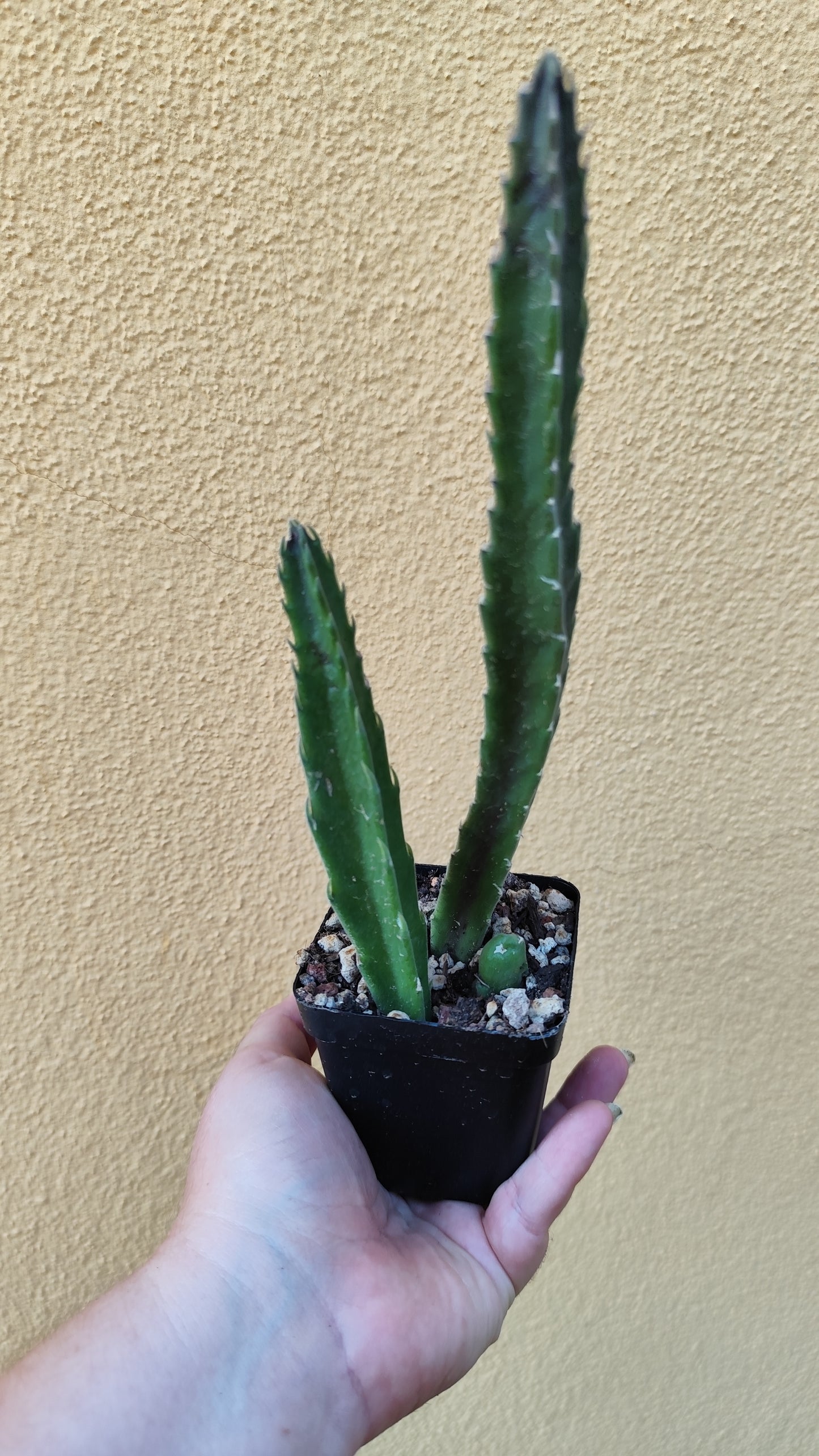 Stapelia hirsuta