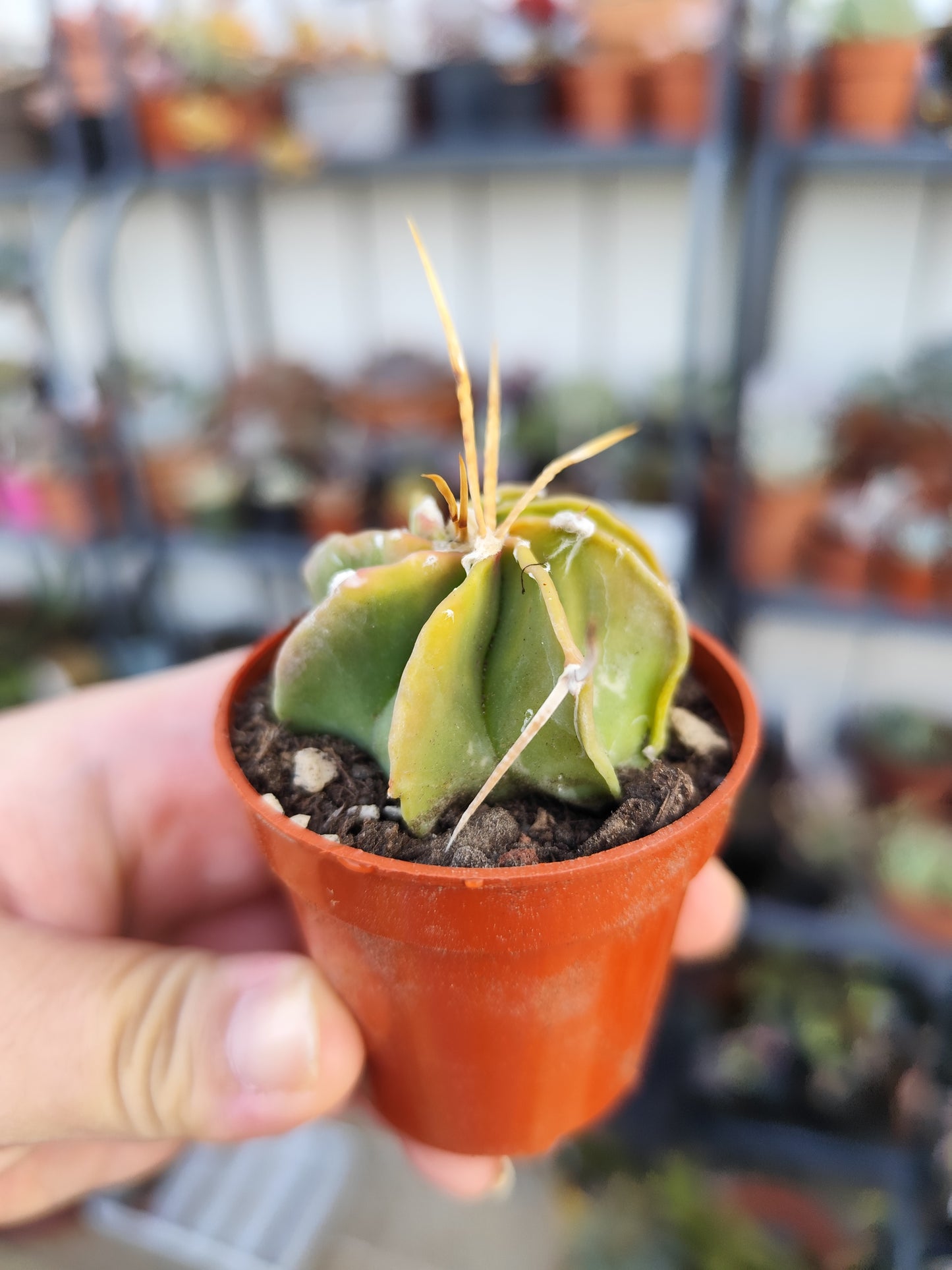 Astrophytum capricorne