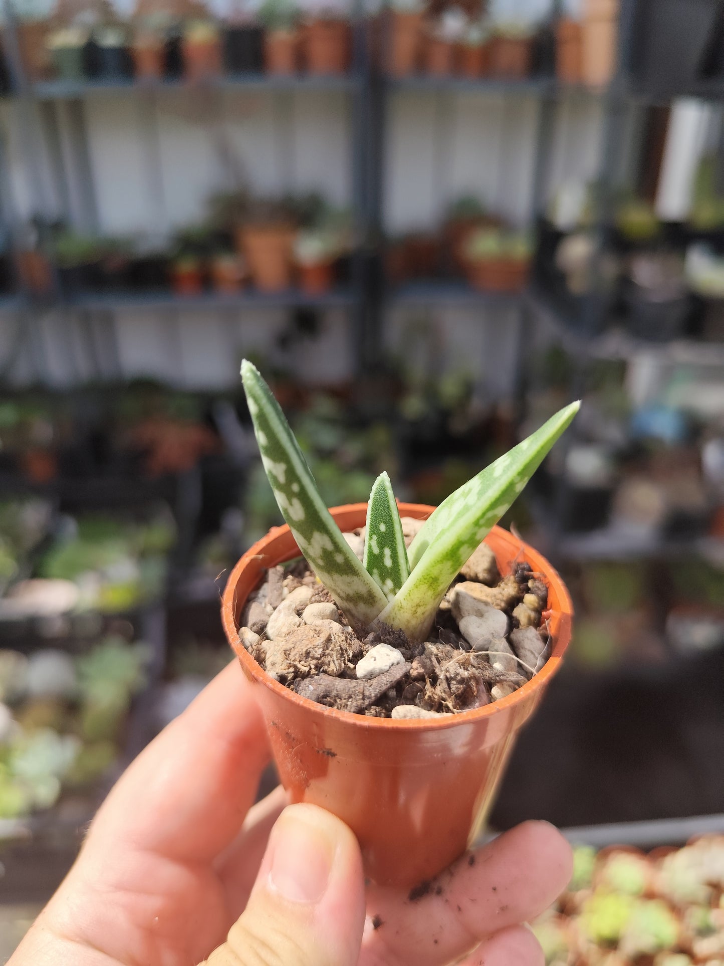 Aloe variegata