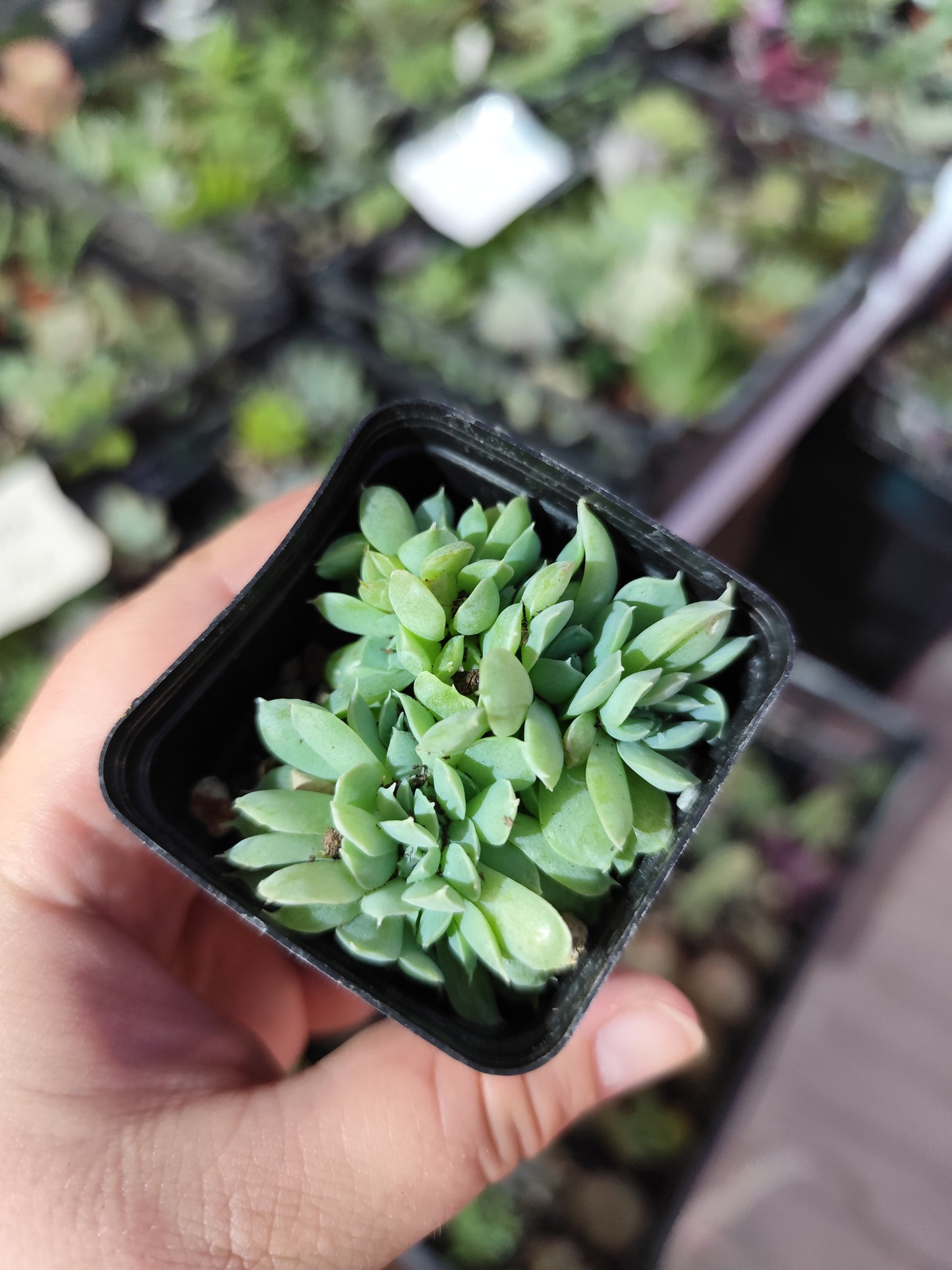 Echeveria hyalina crestata