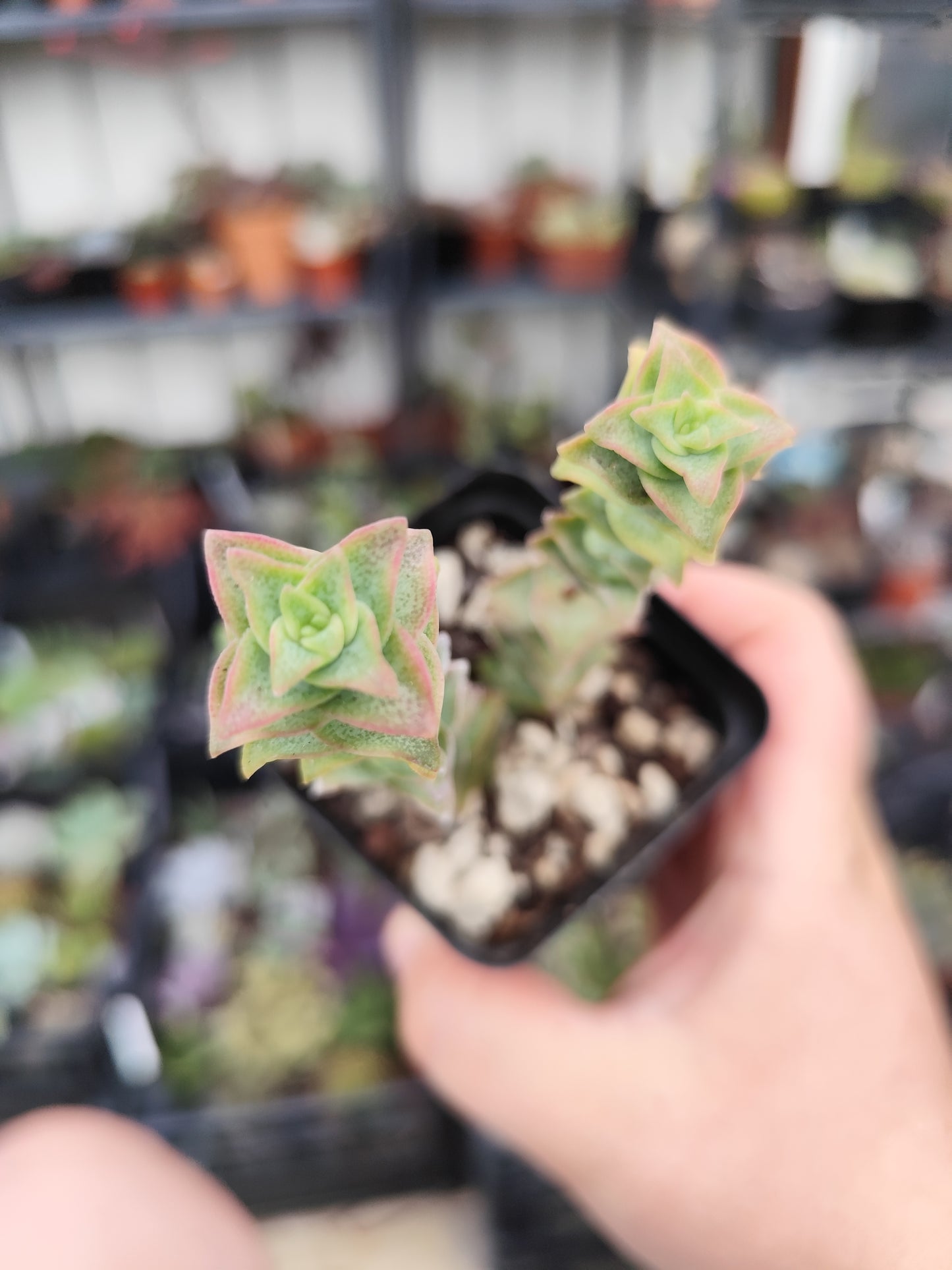 Crassula perforata