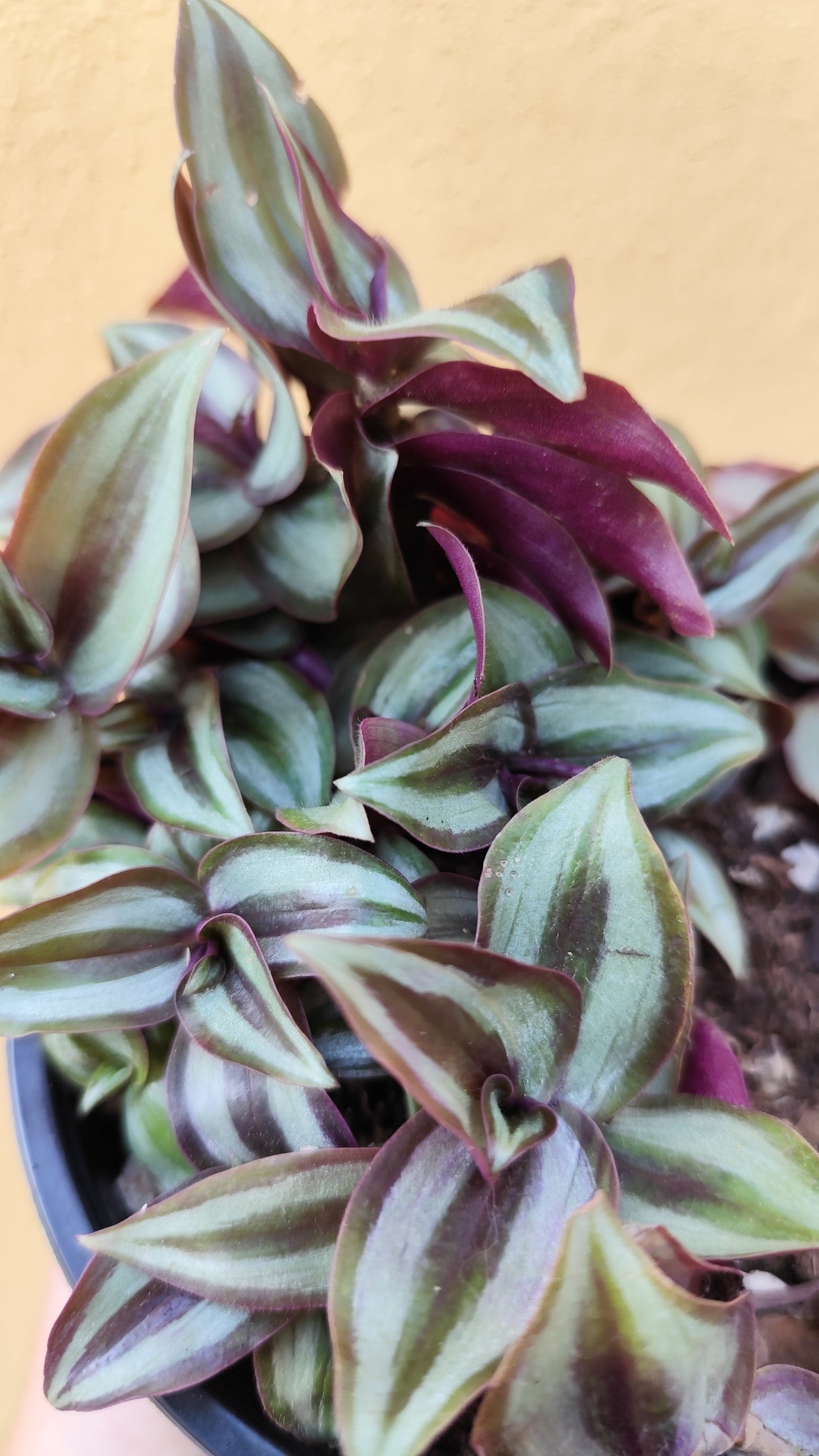 Tradescantia zebrina
