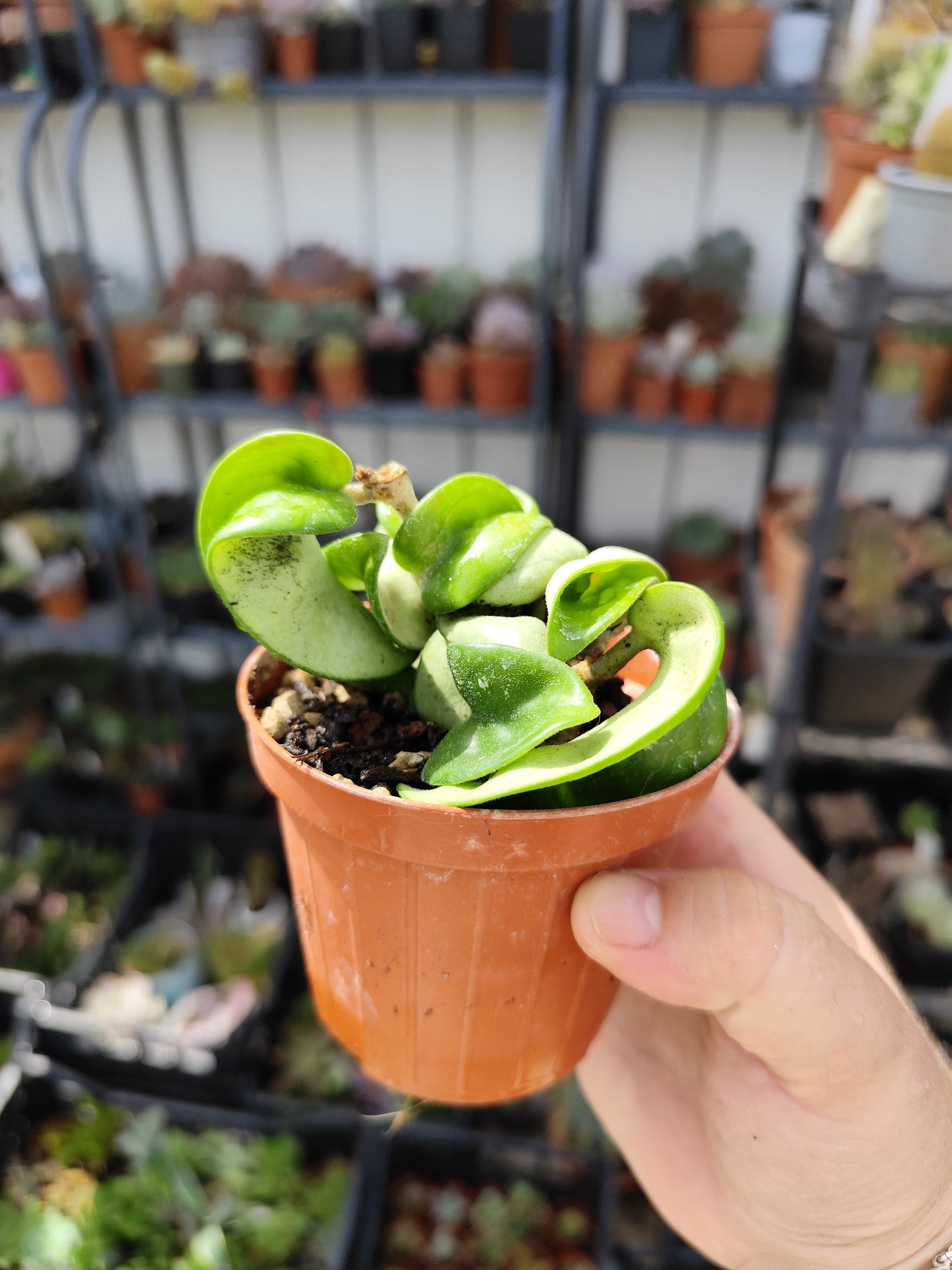 Hoya carnosa compacta