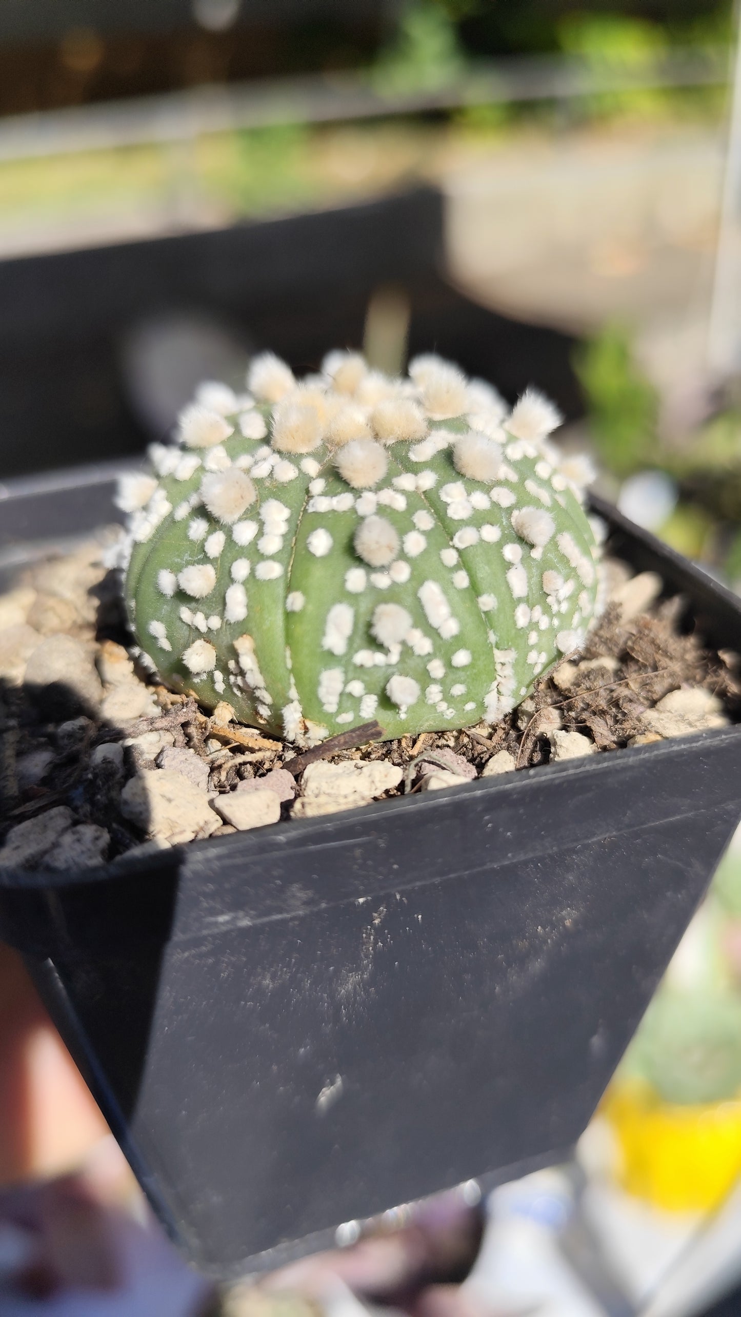Astrophytum asterias