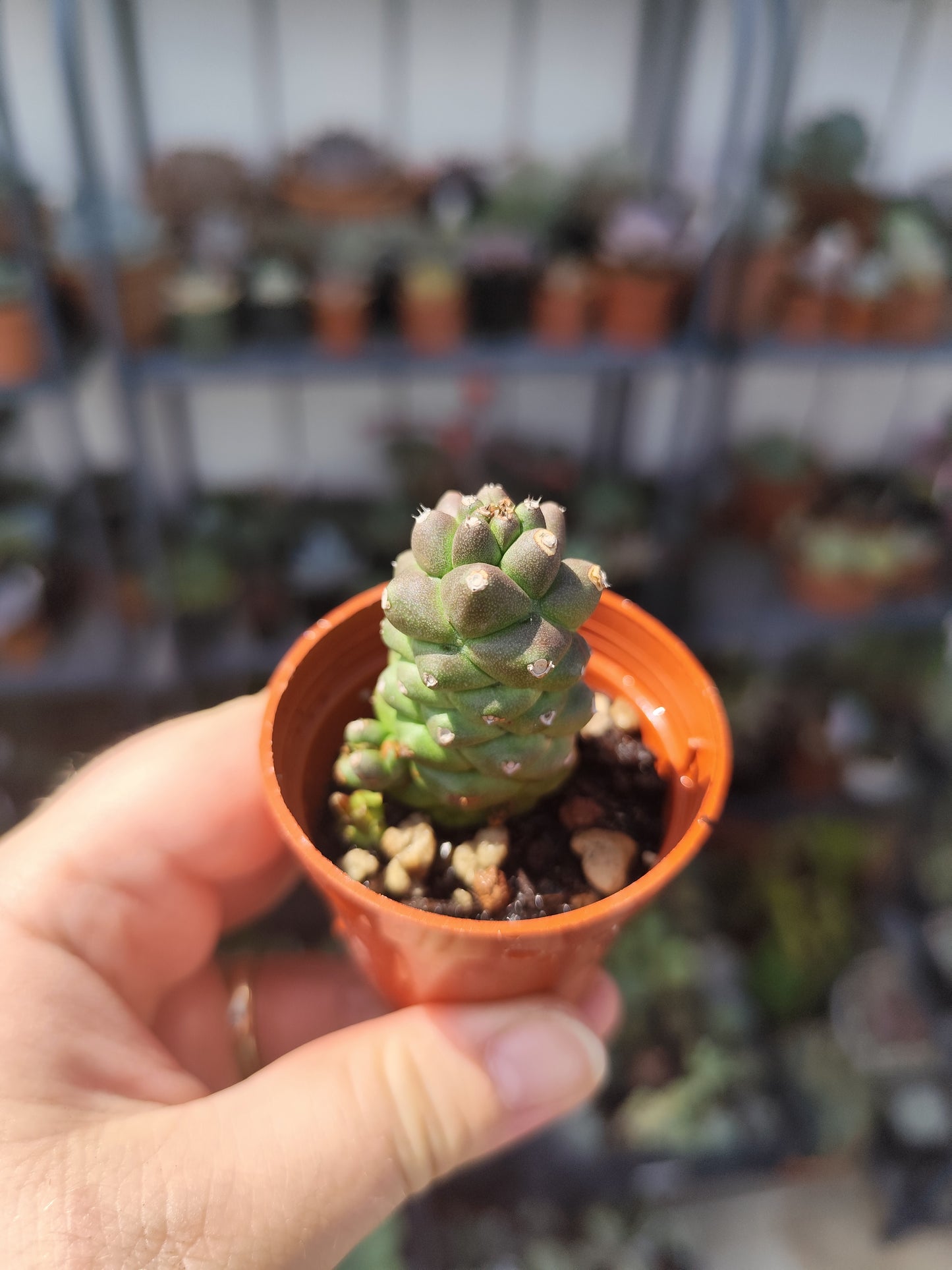 Monadenium ritchiei