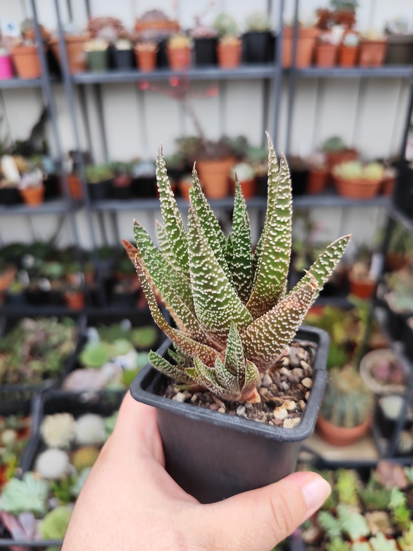 Haworthiopsis attenuata