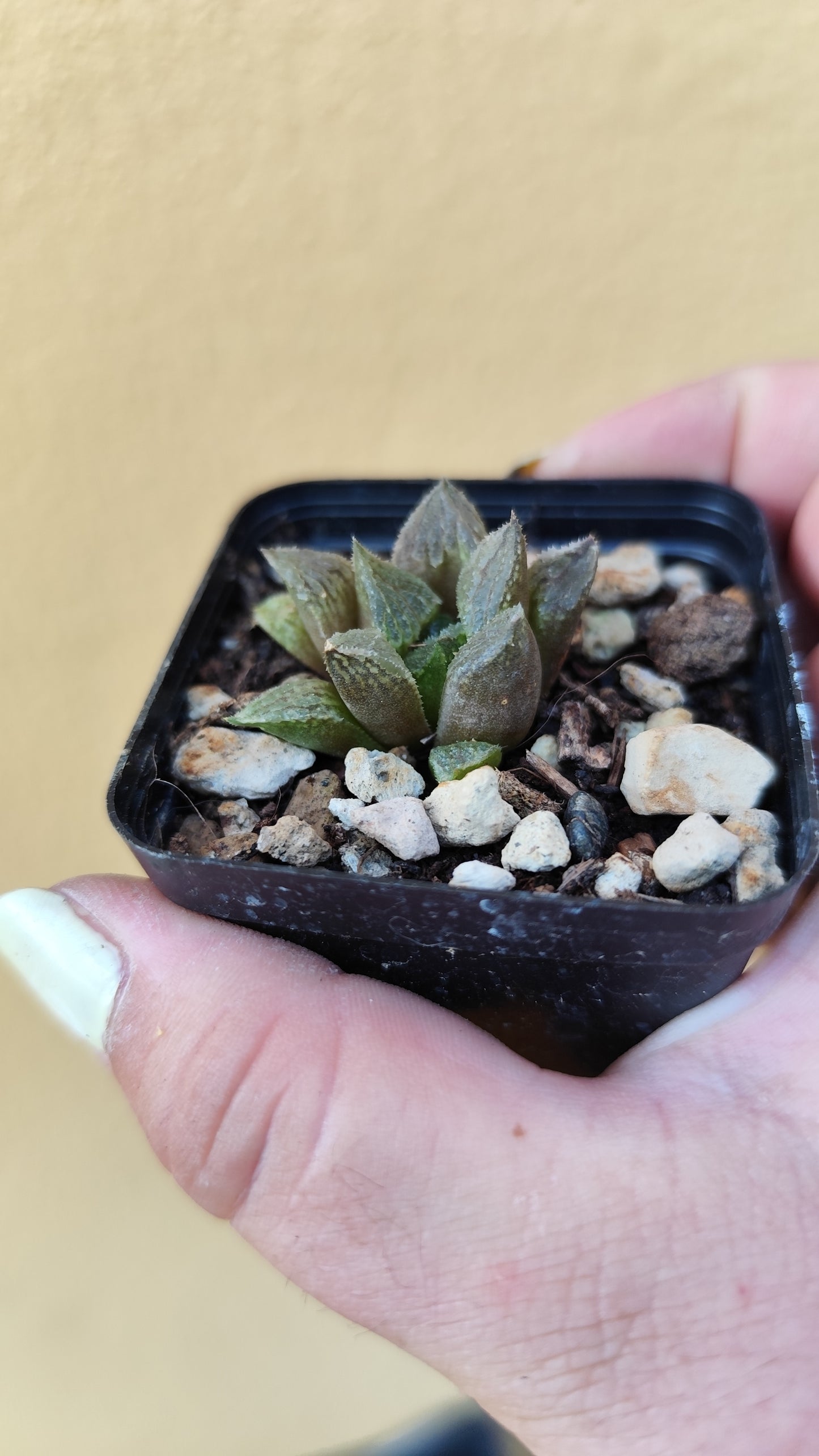 Haworthia sp