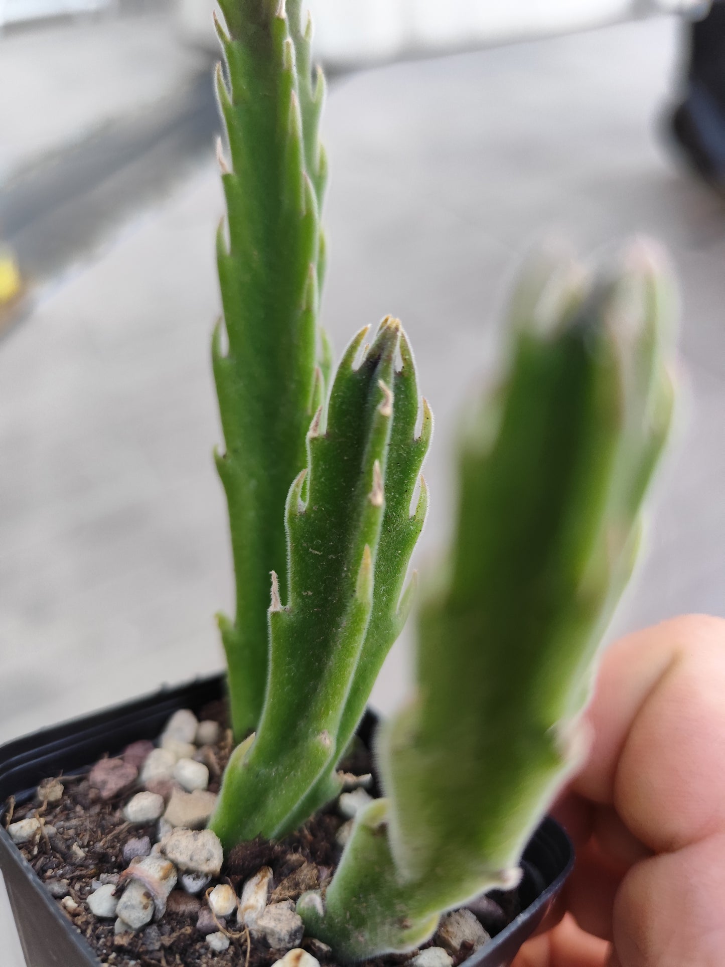 Stapelia hirsuta