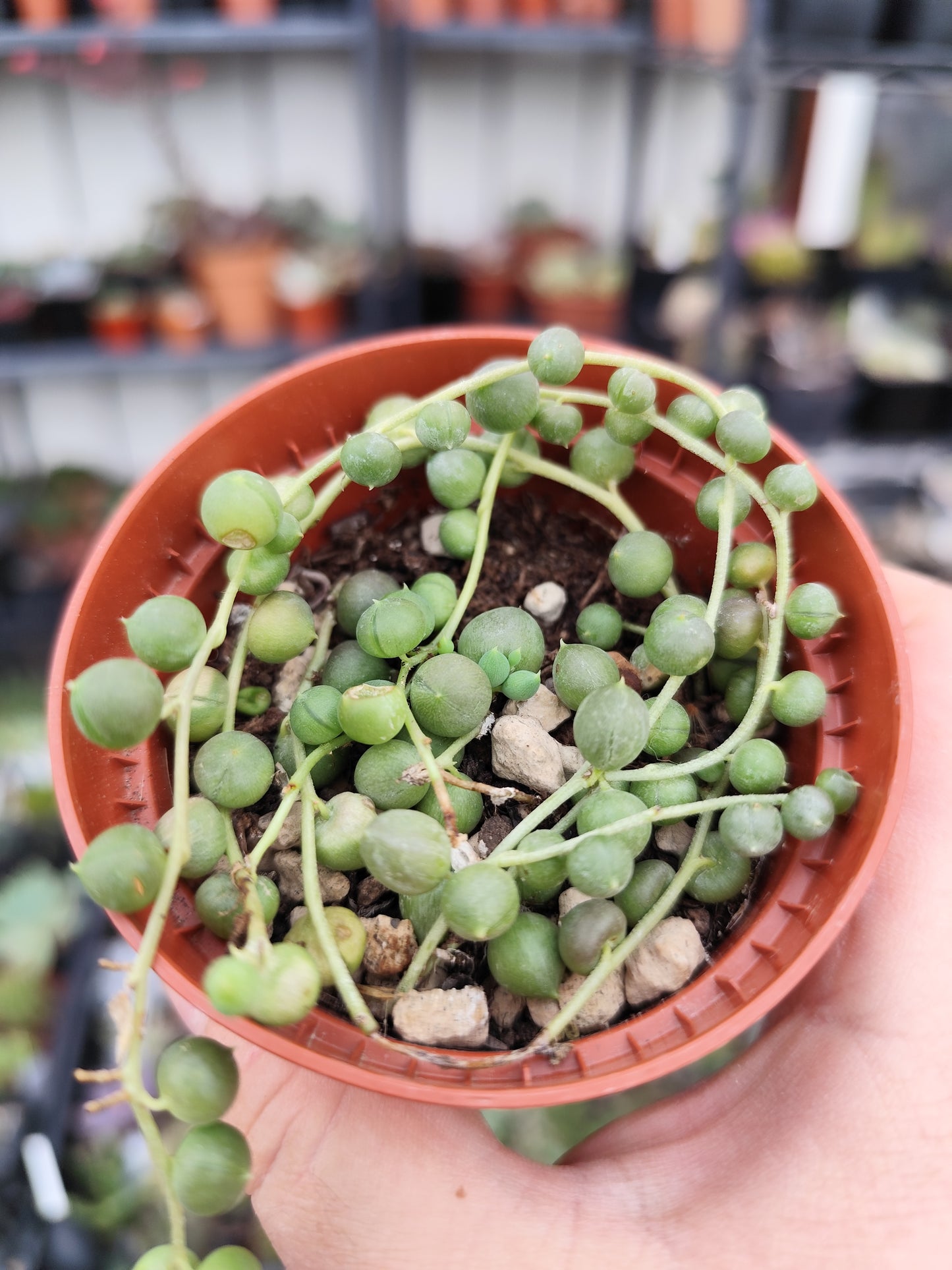 Senecio rowleyanus