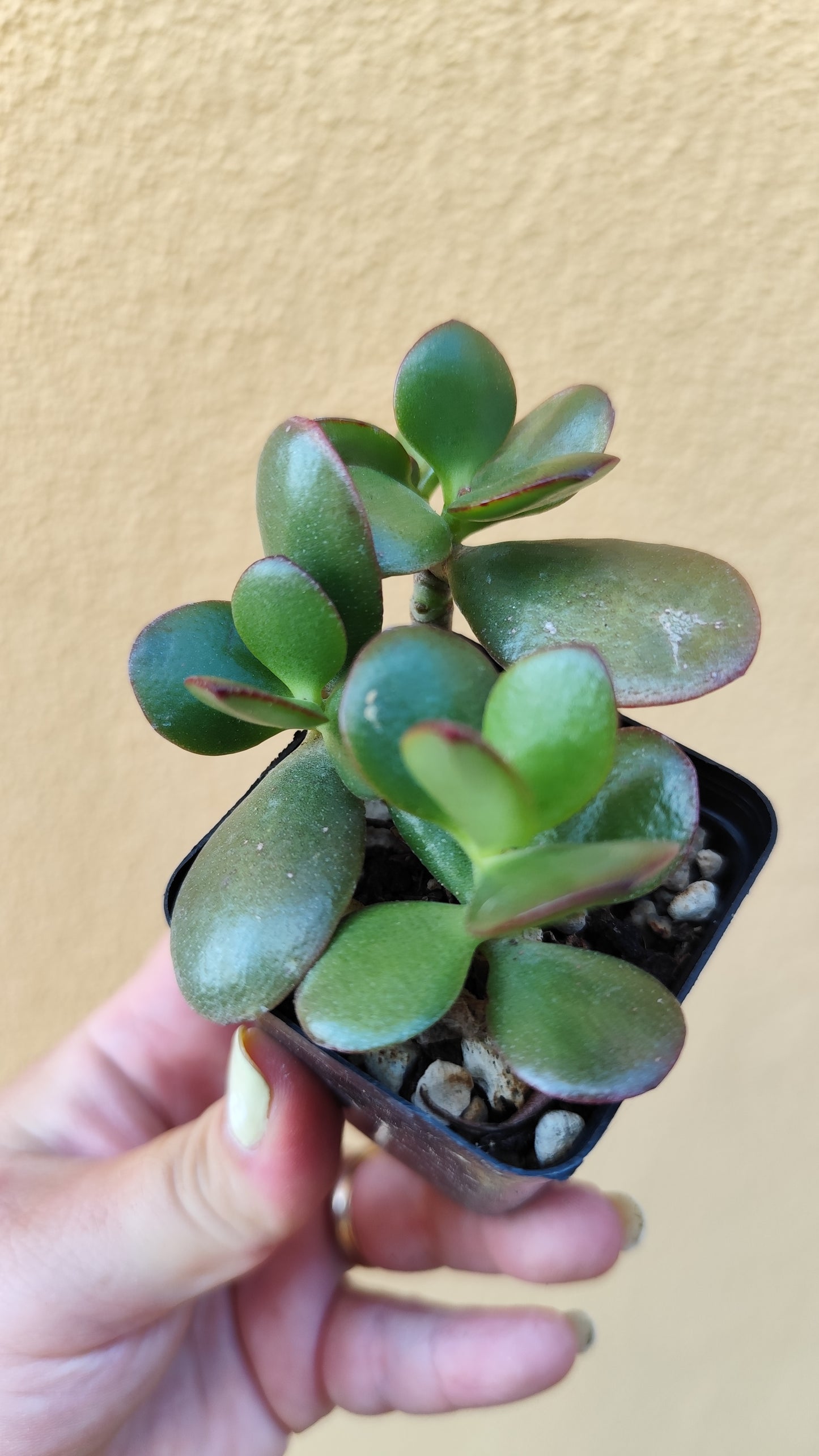 Crassula ovata