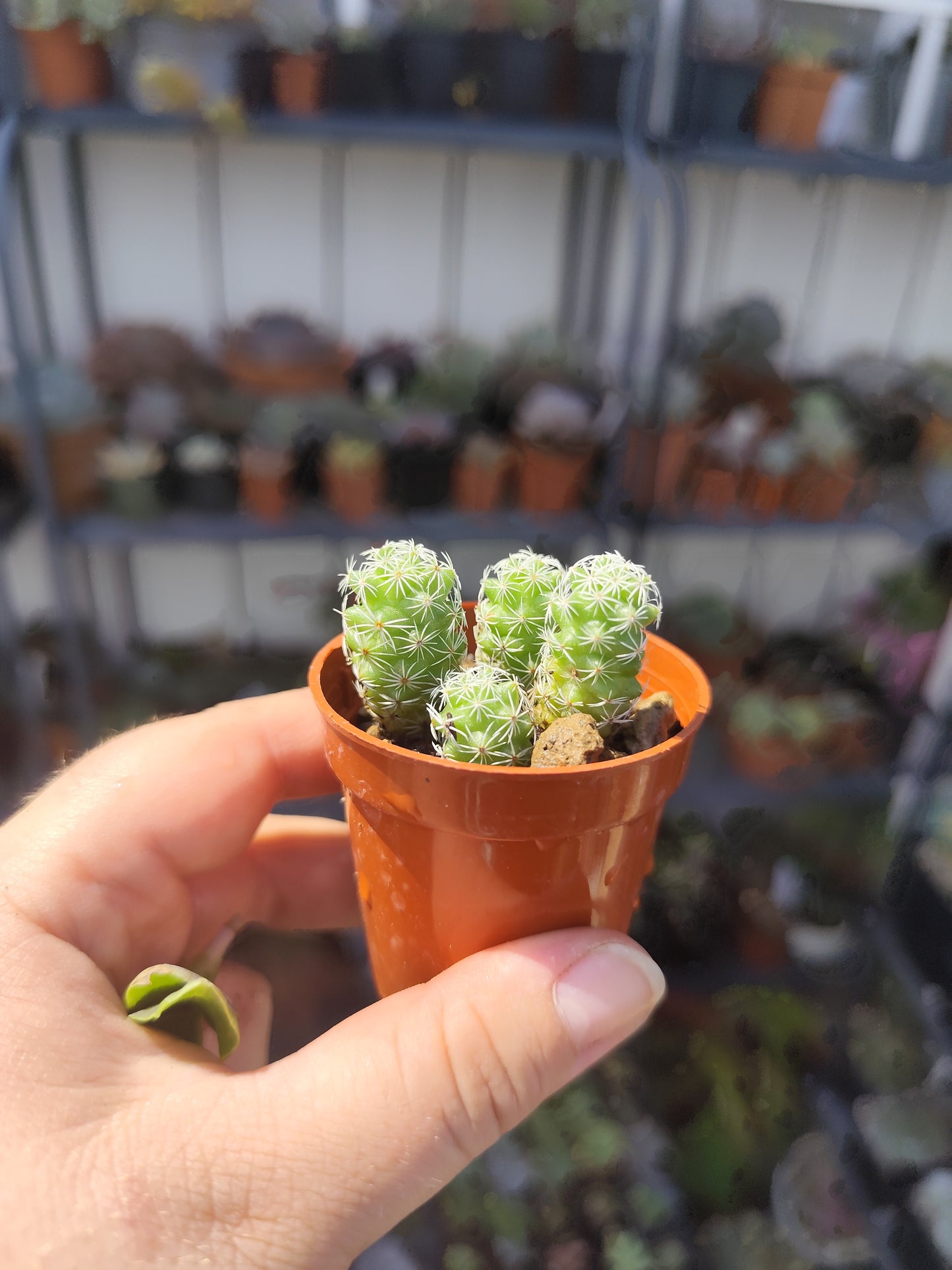 Mammillaria gracilis