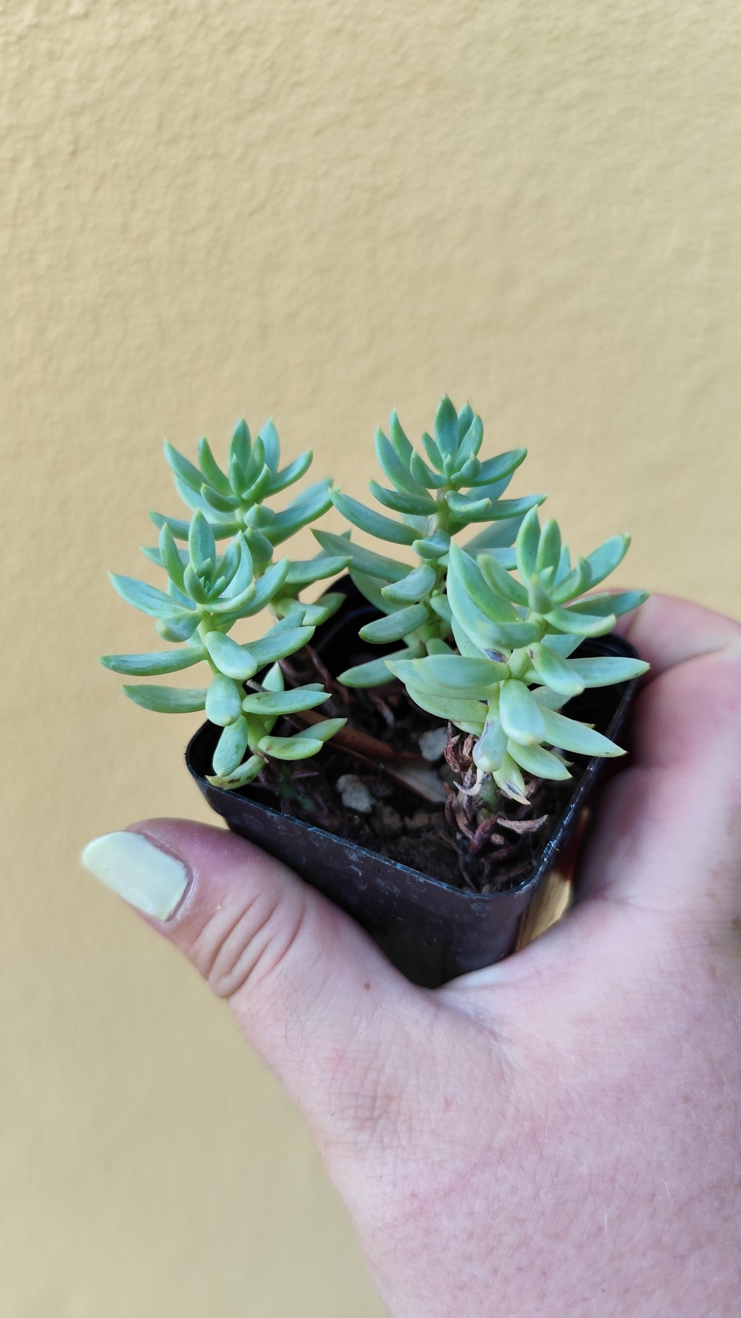Sedum blue spruce
