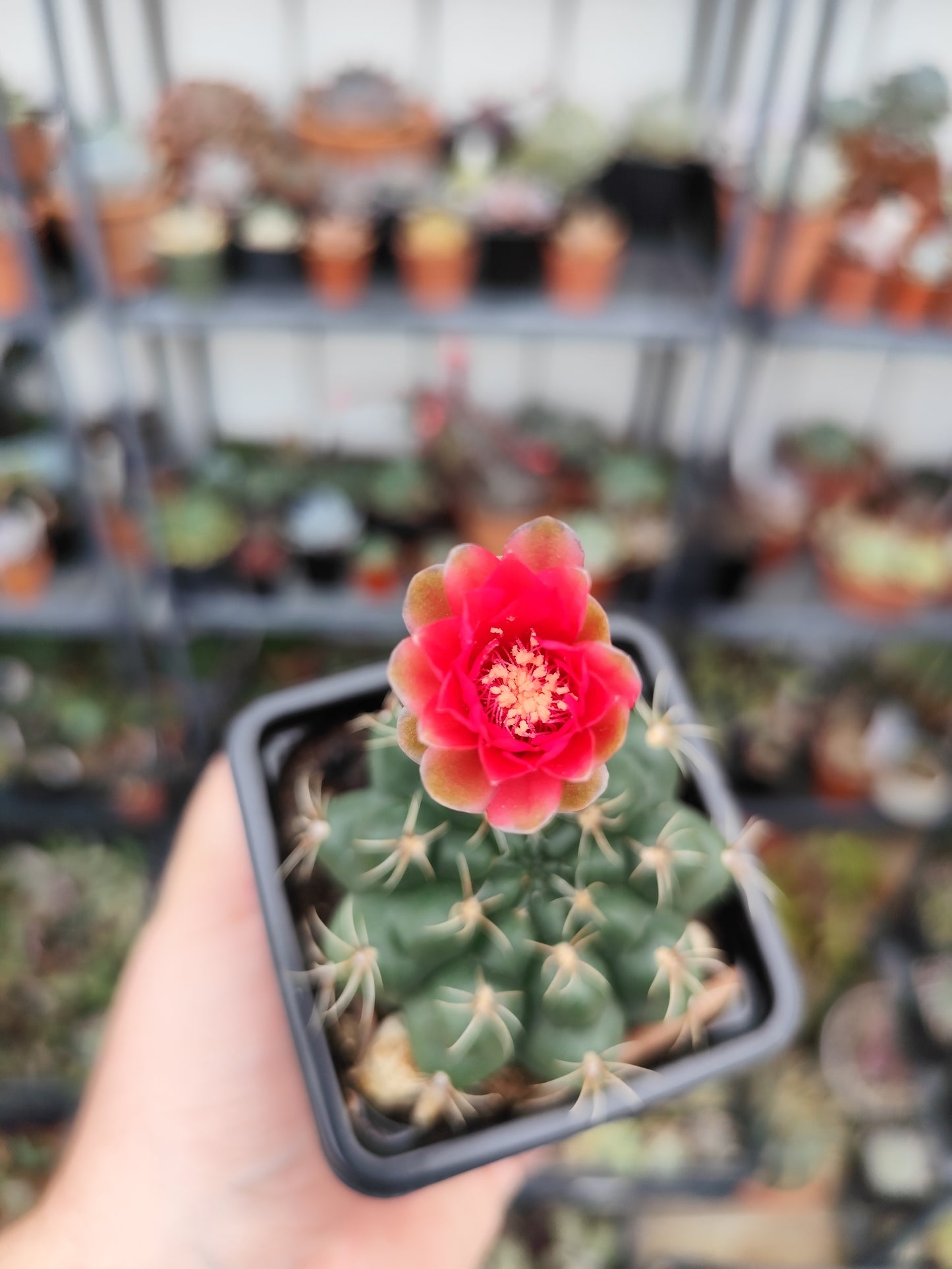 Gymnocalycium baldium