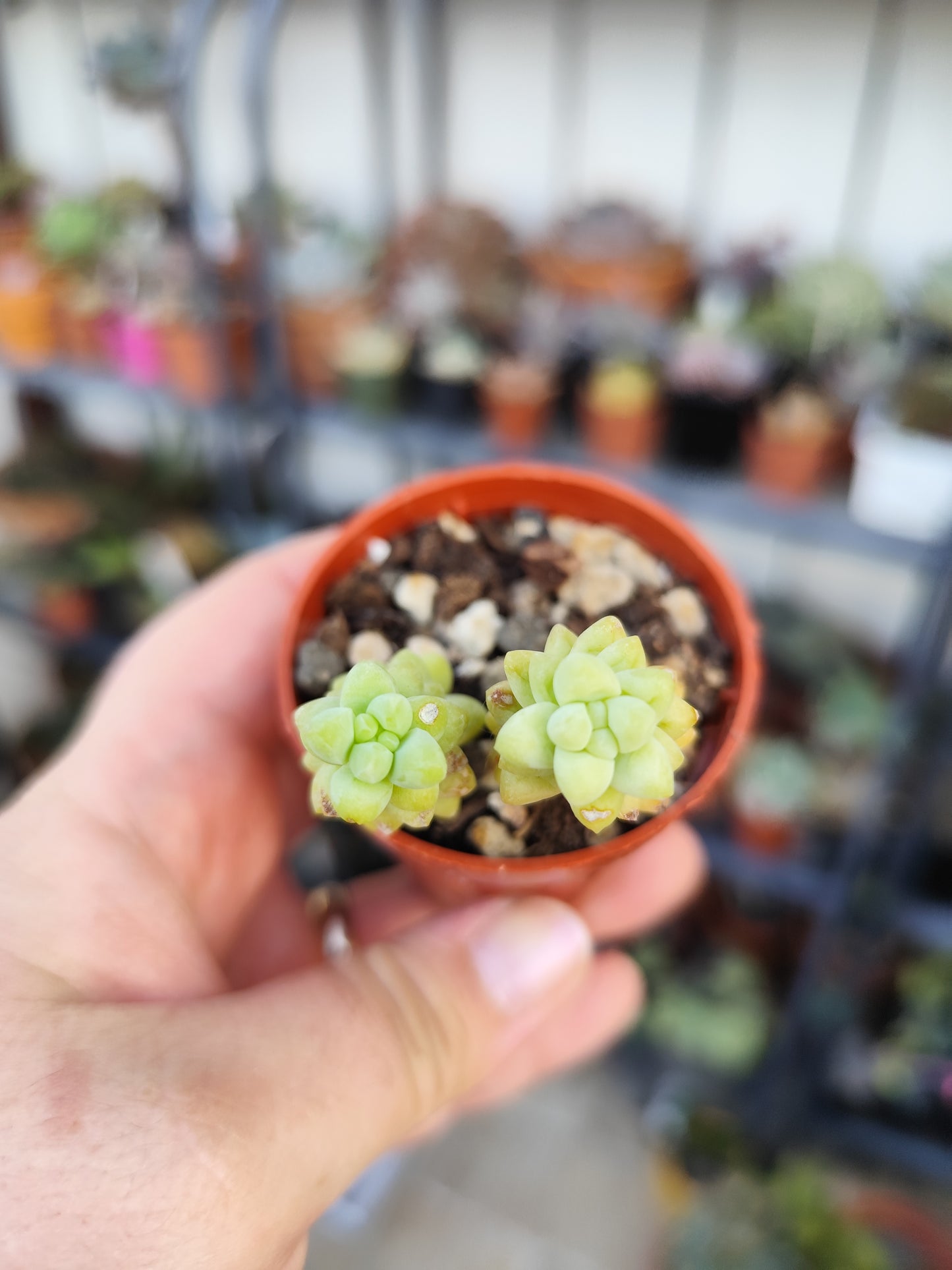 Sedum burrito