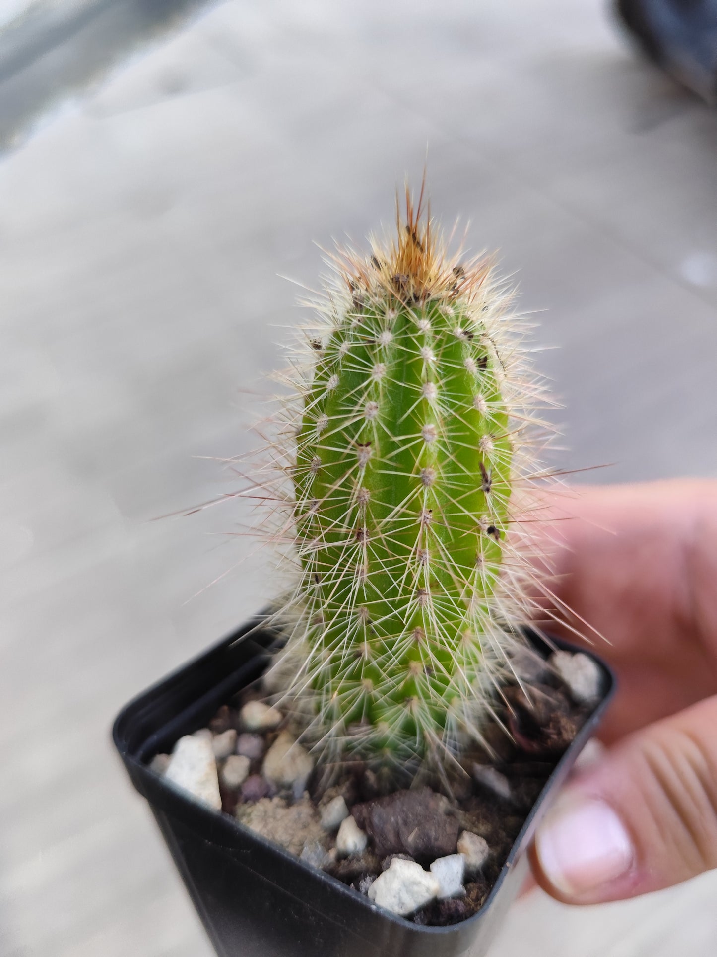 Pilosocereus