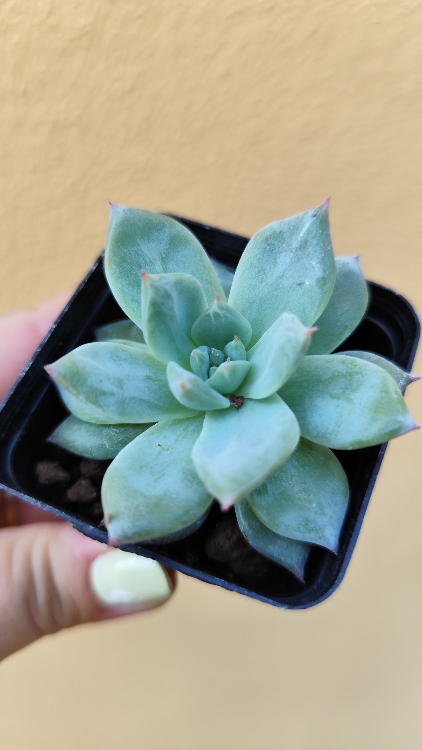 Echeveria Blue Bird