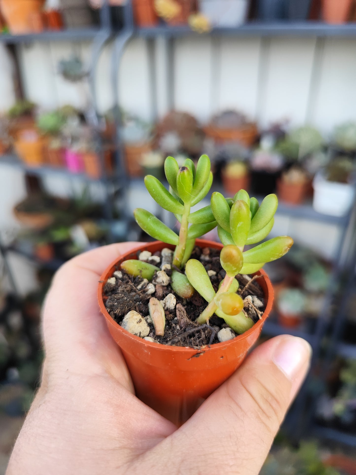 Sedum rubrotinctum