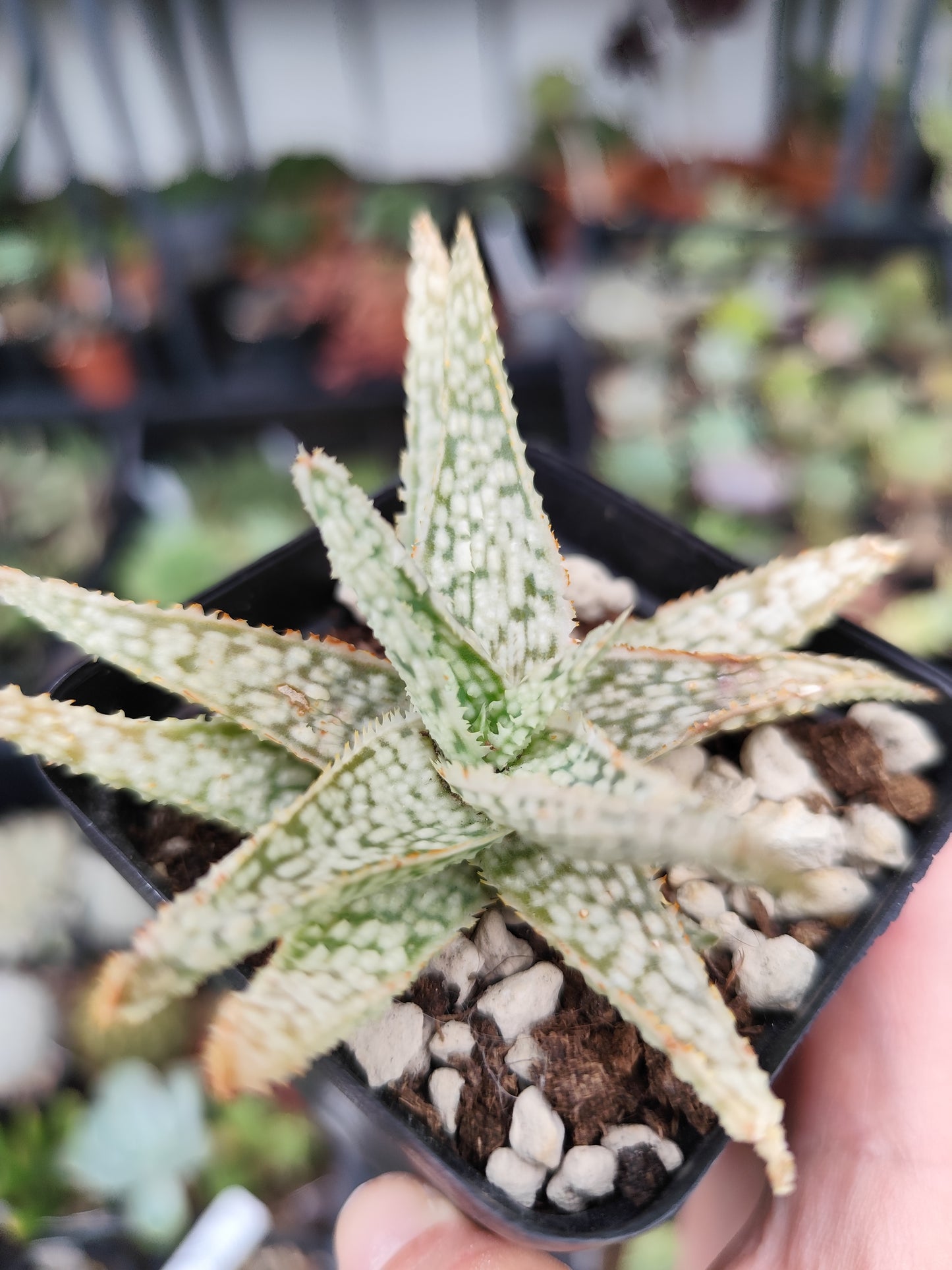Aloe demi
