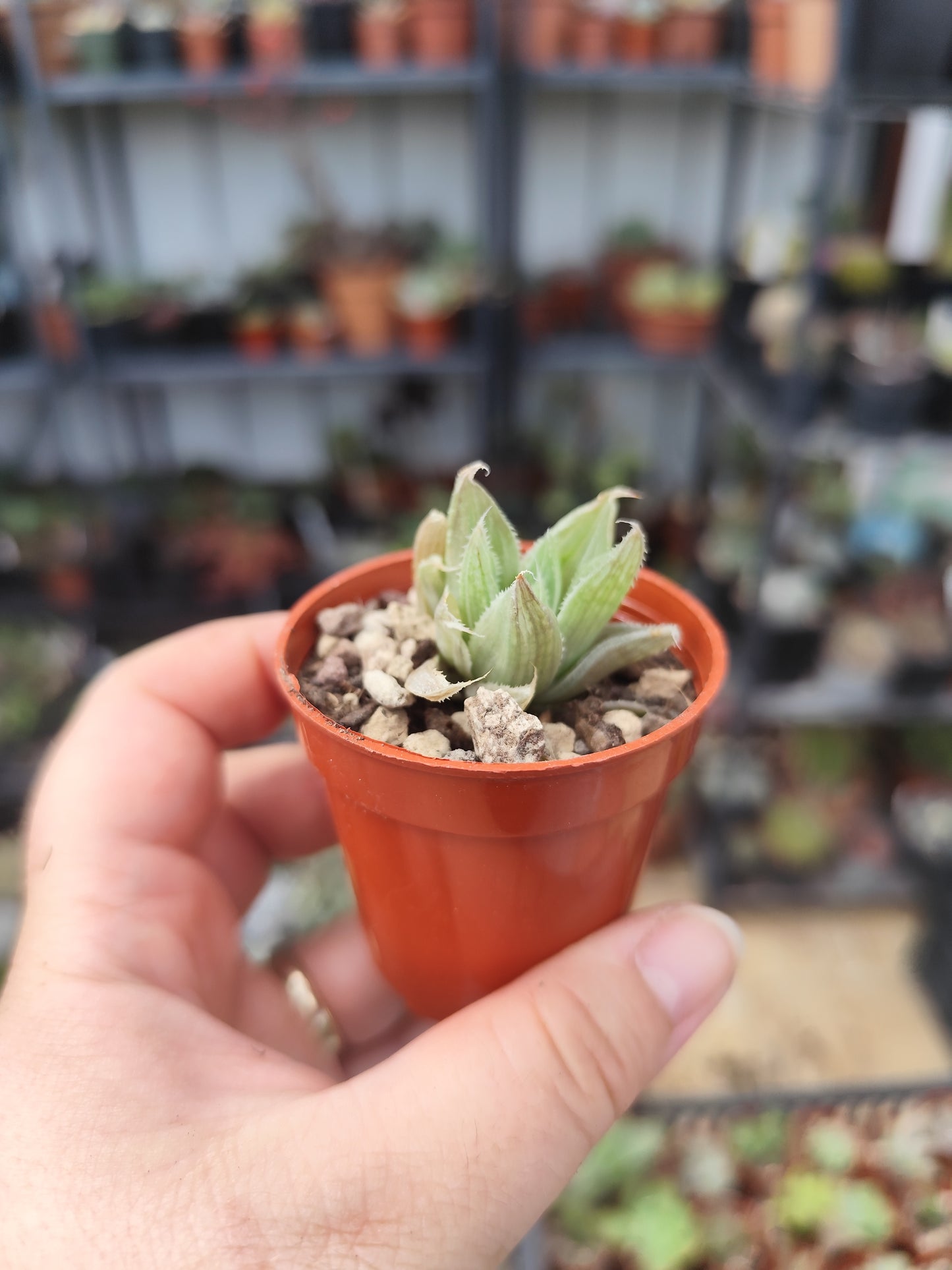 Haworthia grey ghost