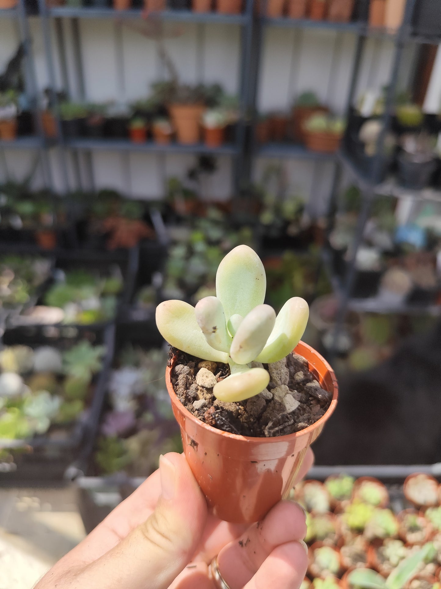 Pachyphytum oviferum