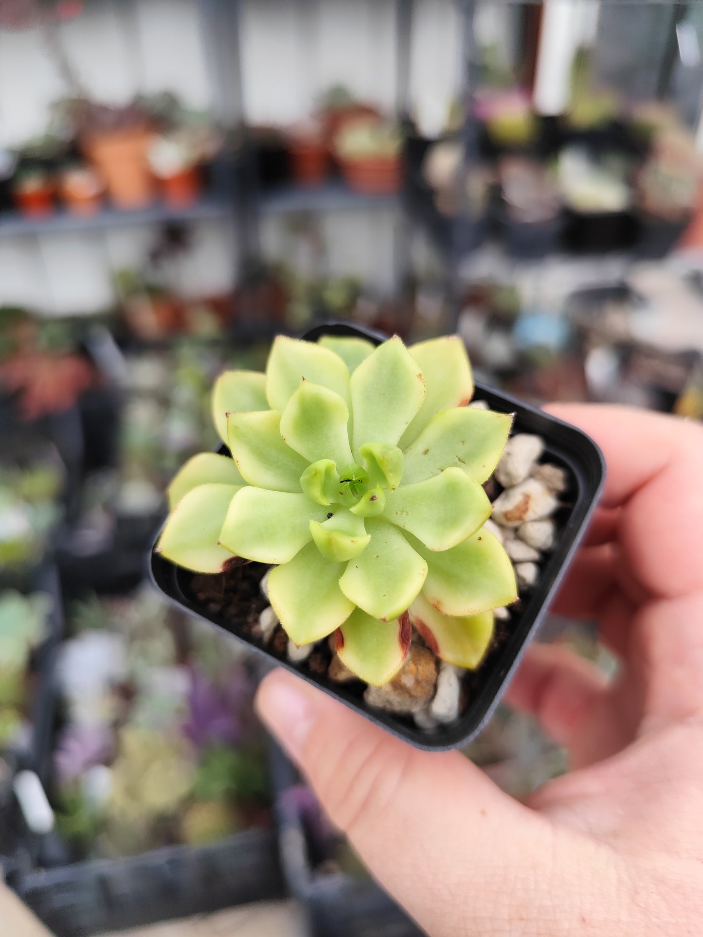 Sedeveria letizia variegata