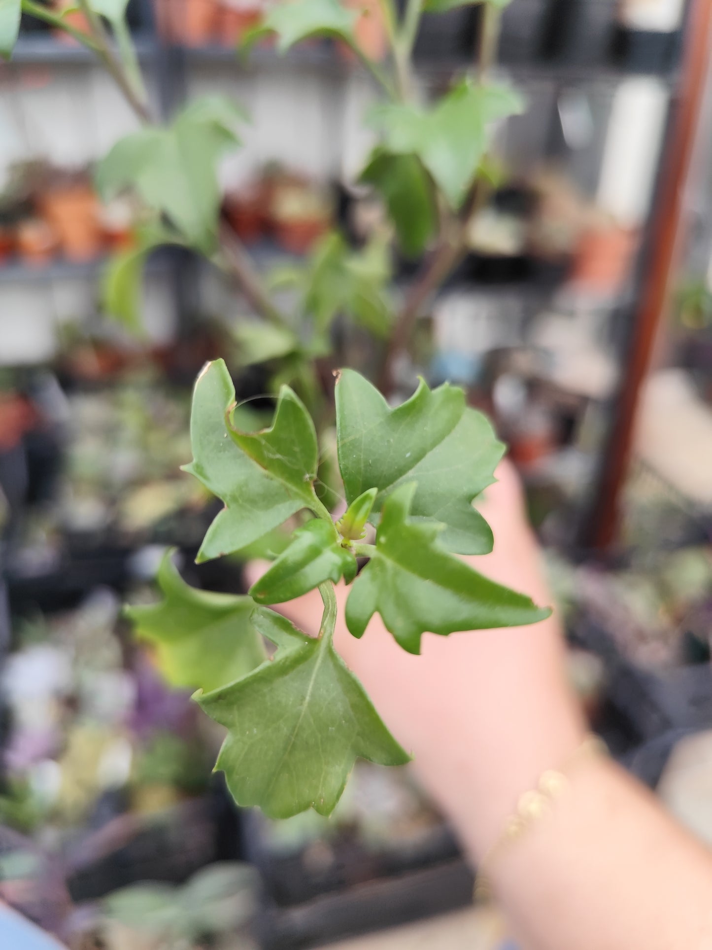 Senecio angulatus
