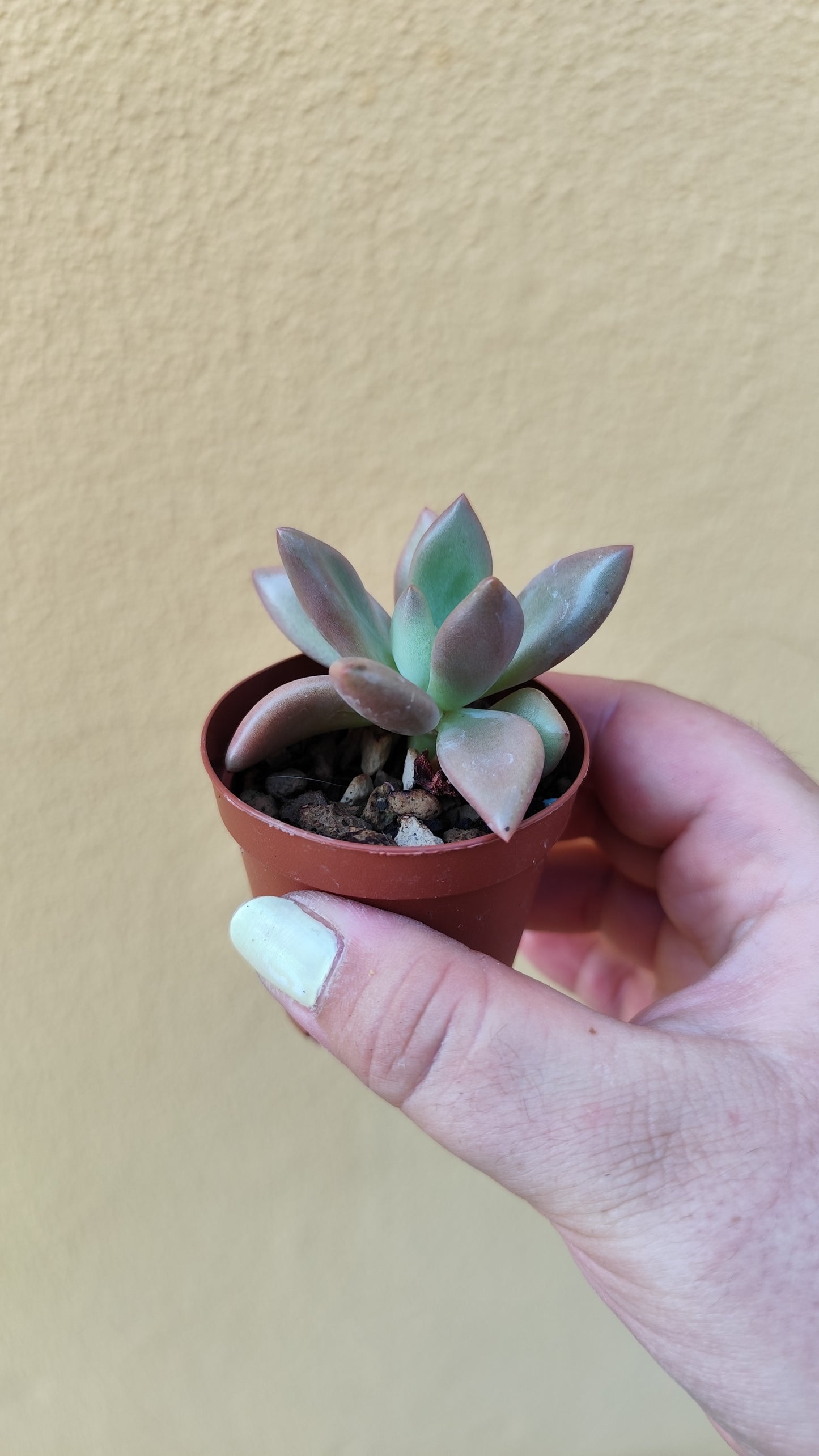 Graptoveria pink donna