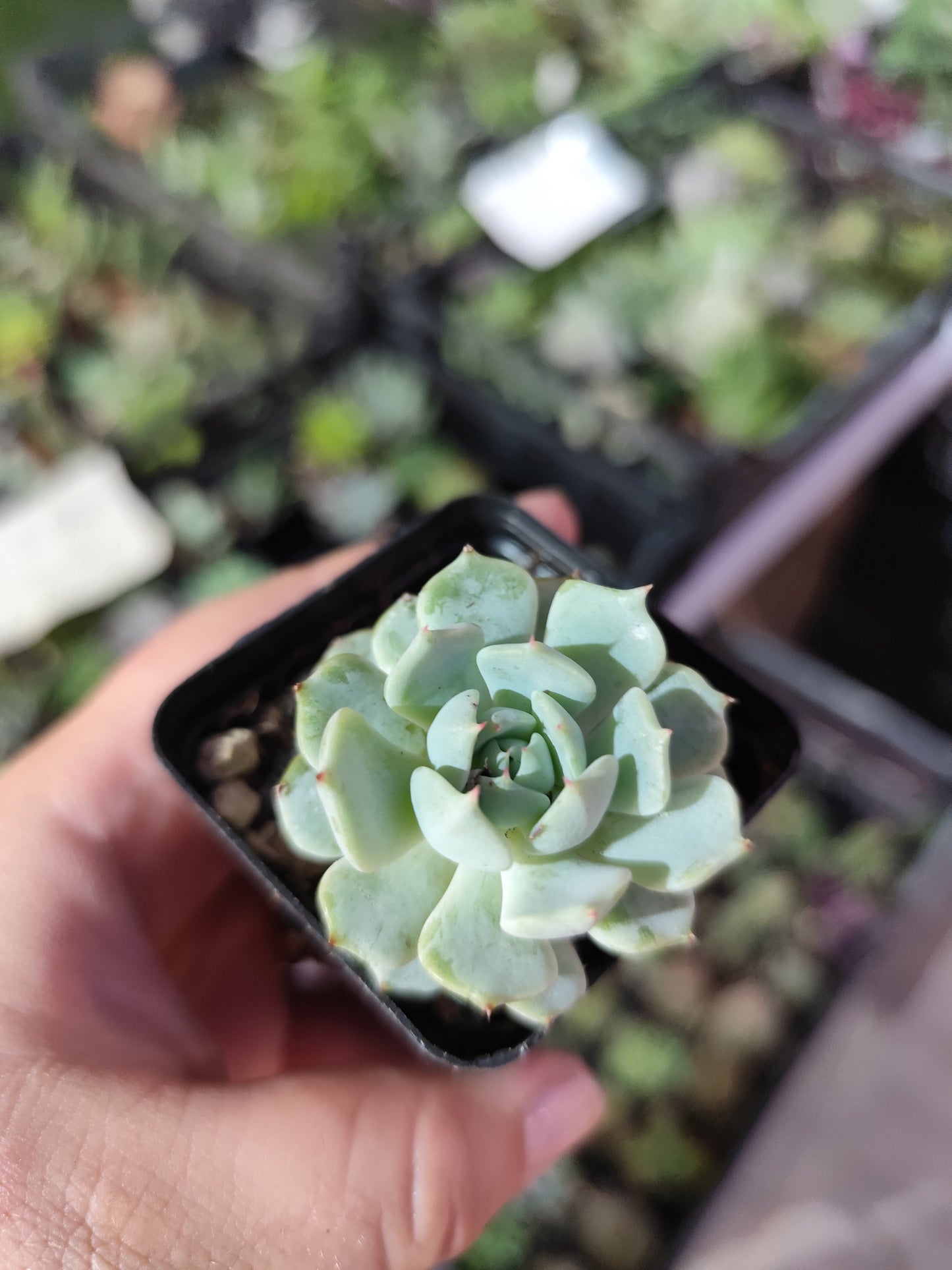Echeveria sp