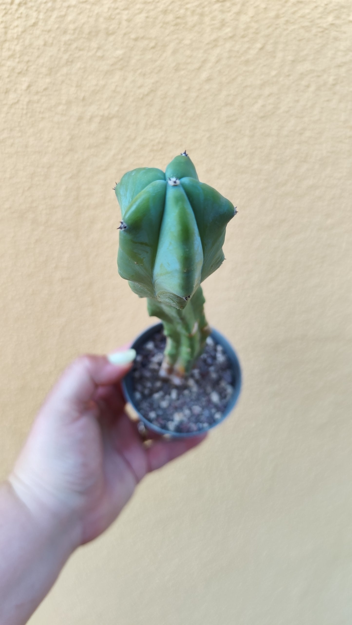 Myrtillocactus geometrizans