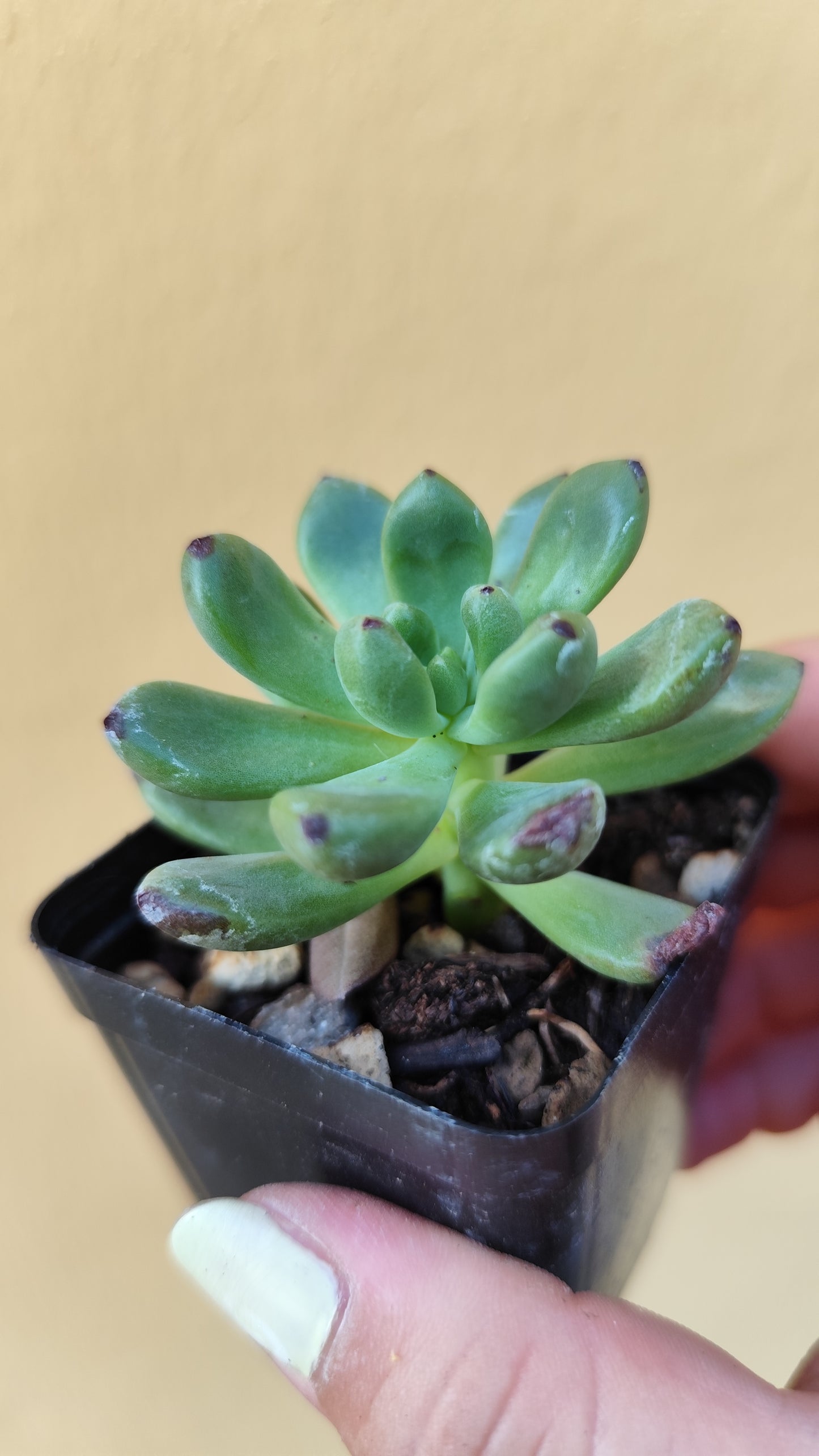 Echeveria vienna