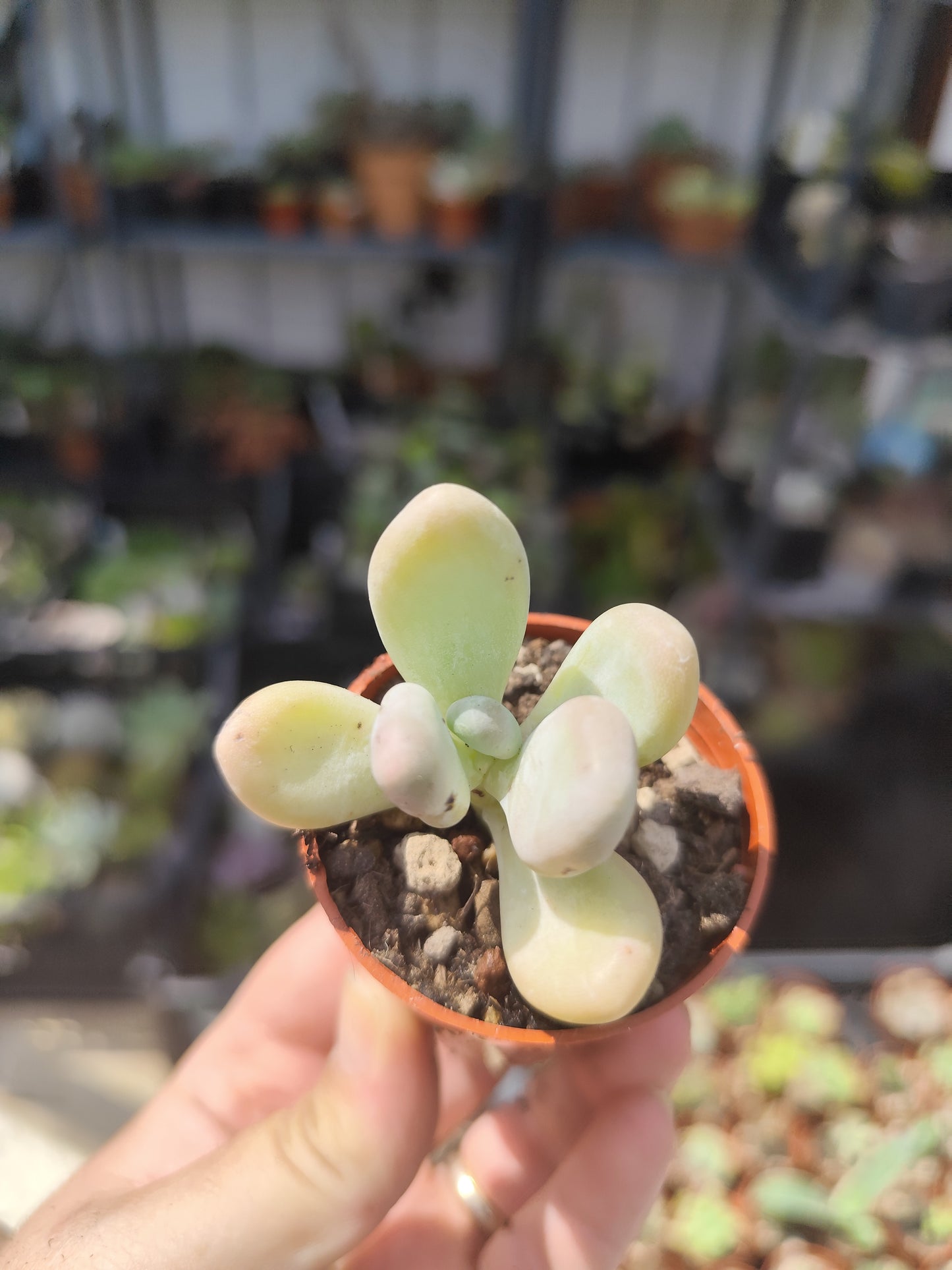 Pachyphytum oviferum
