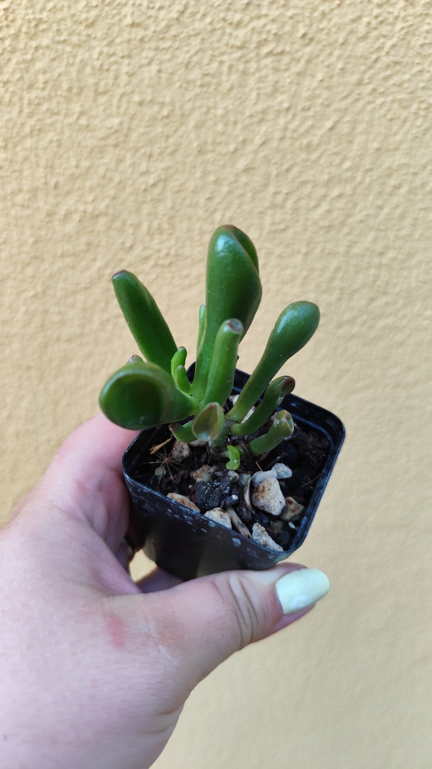 Crassula Hobbit