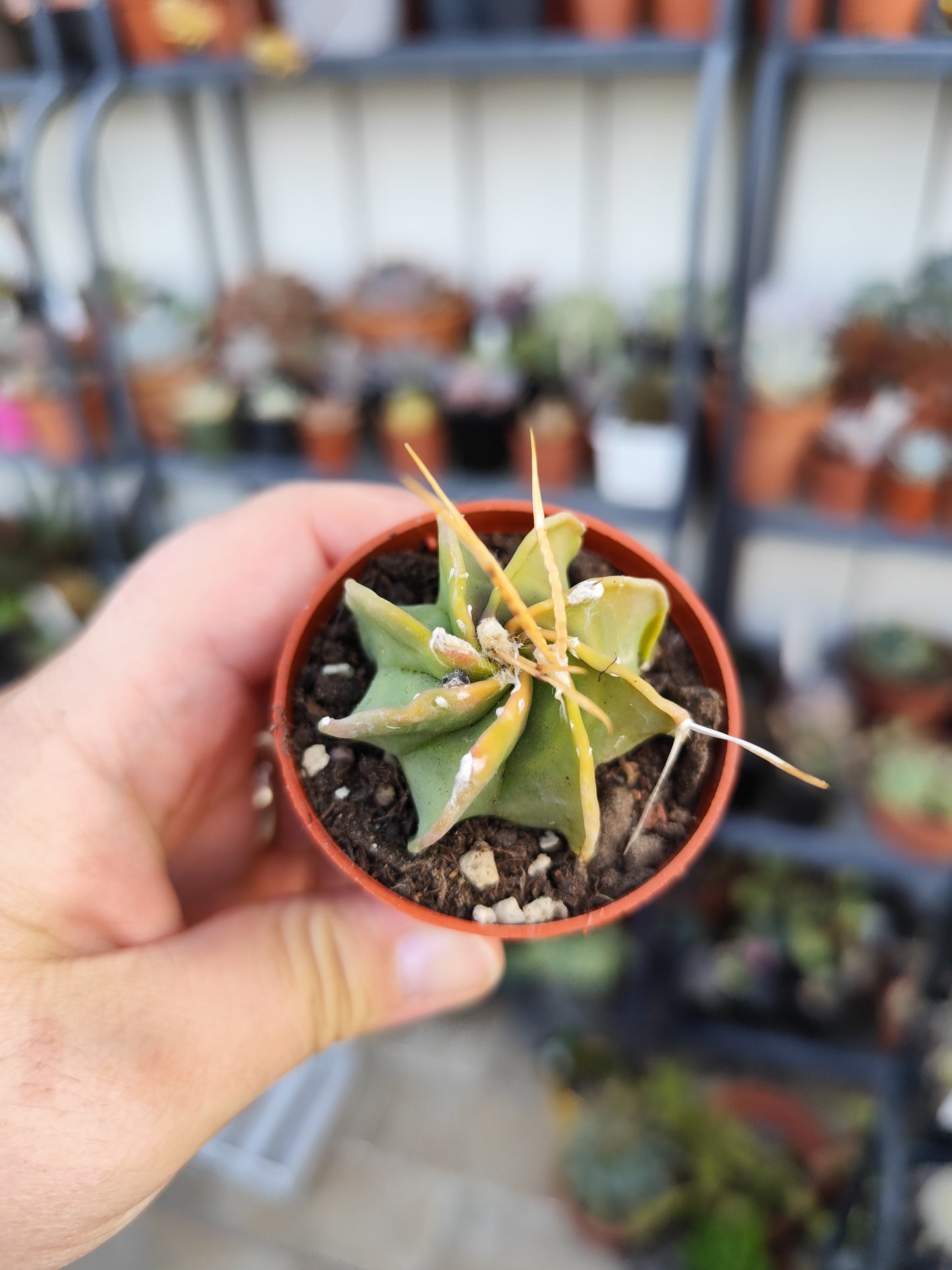 Astrophytum capricorne