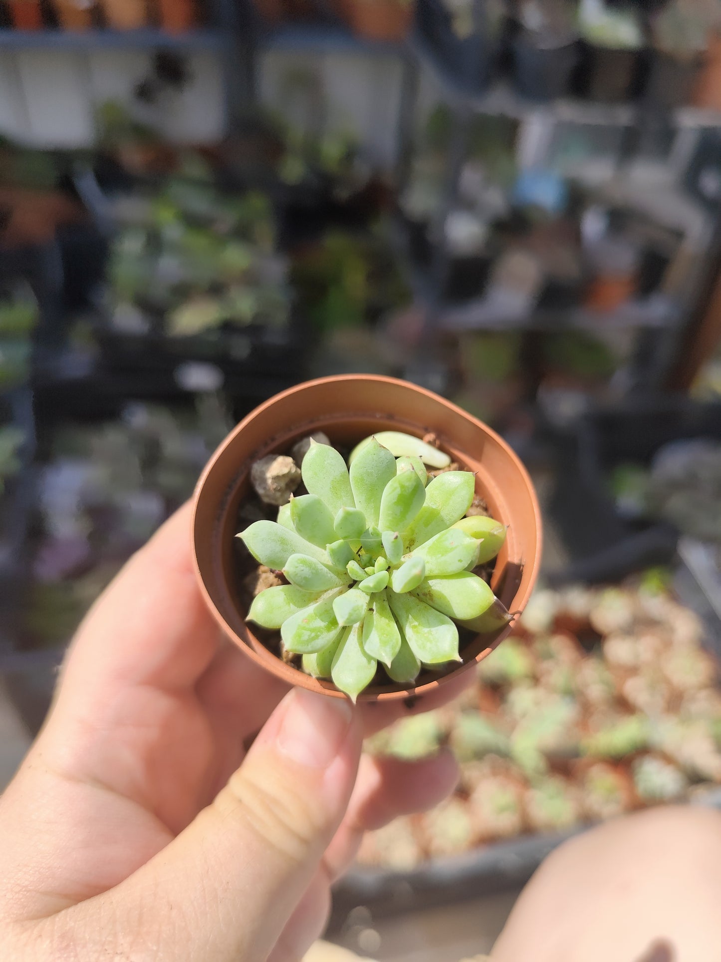 Echeveria minima